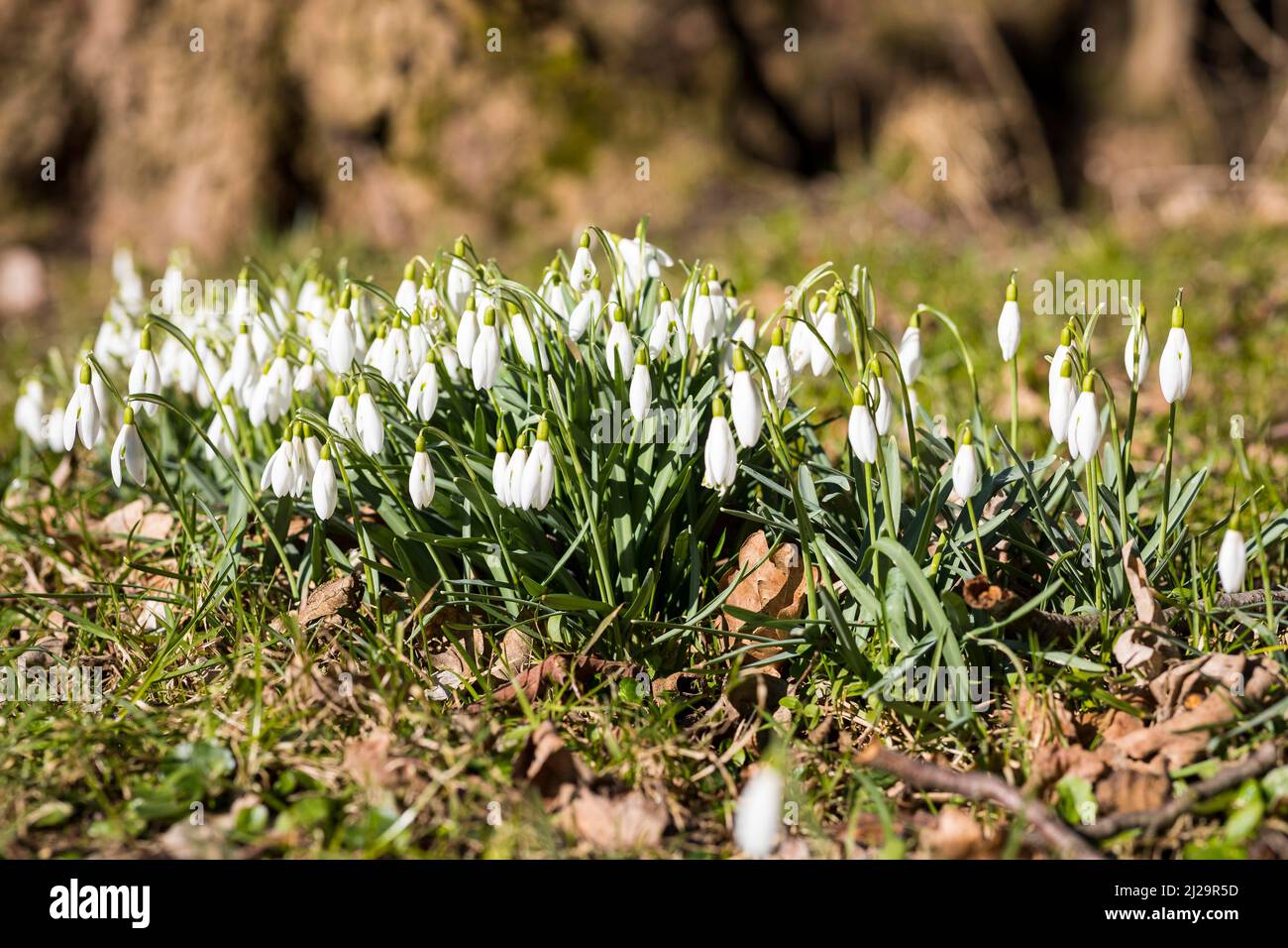 Schneeglöckchen (Galanthus) in Blüte am Großen Roeder, Huettertal, Radeberg, Sachsen, Deutschland Stockfoto