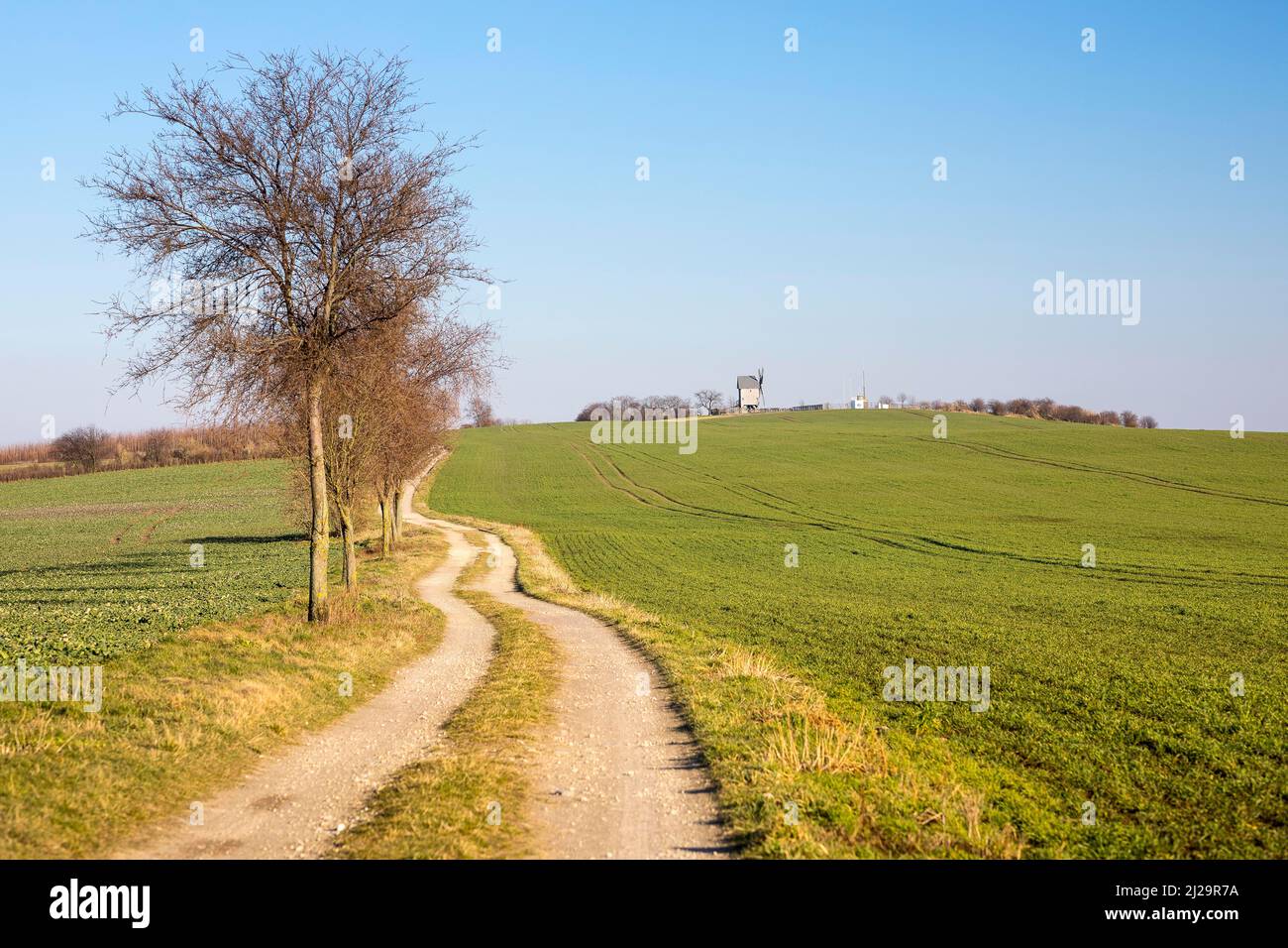 Feldweg zur Bockwindmühle auf dem Liebschuetzberg, Landkreis Nordsachsen, Sachsen, Deutschland Stockfoto