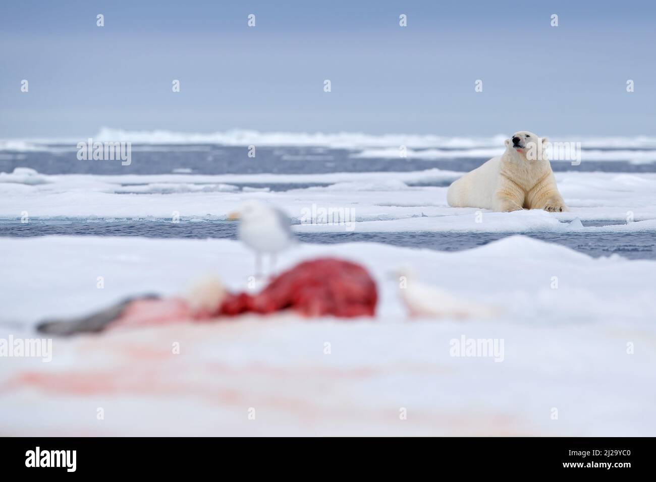 Halten Sie sich mit dem Fang, arktischem Wildtierverhalten, durch. Weißer Eisbär auf treibendem Eis mit Schneefütterung an getöteten Robben, Skelett und Blut, Wildtiere Spitzbergen, Stockfoto