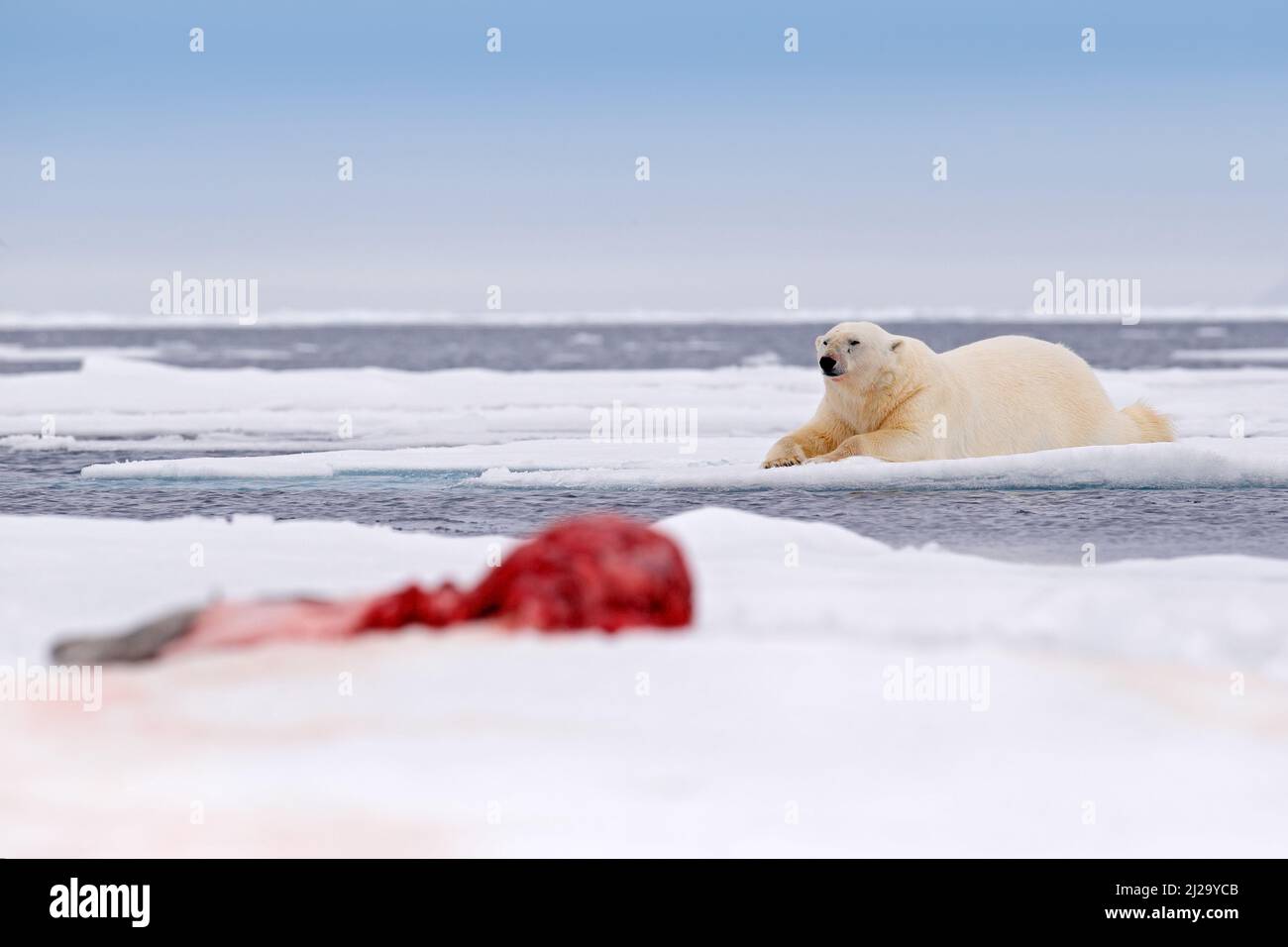 Eisbär gefüttert und müde auf dem Eis. Blutkörperchen im Schnee, Svalbard in Norvay. Stockfoto