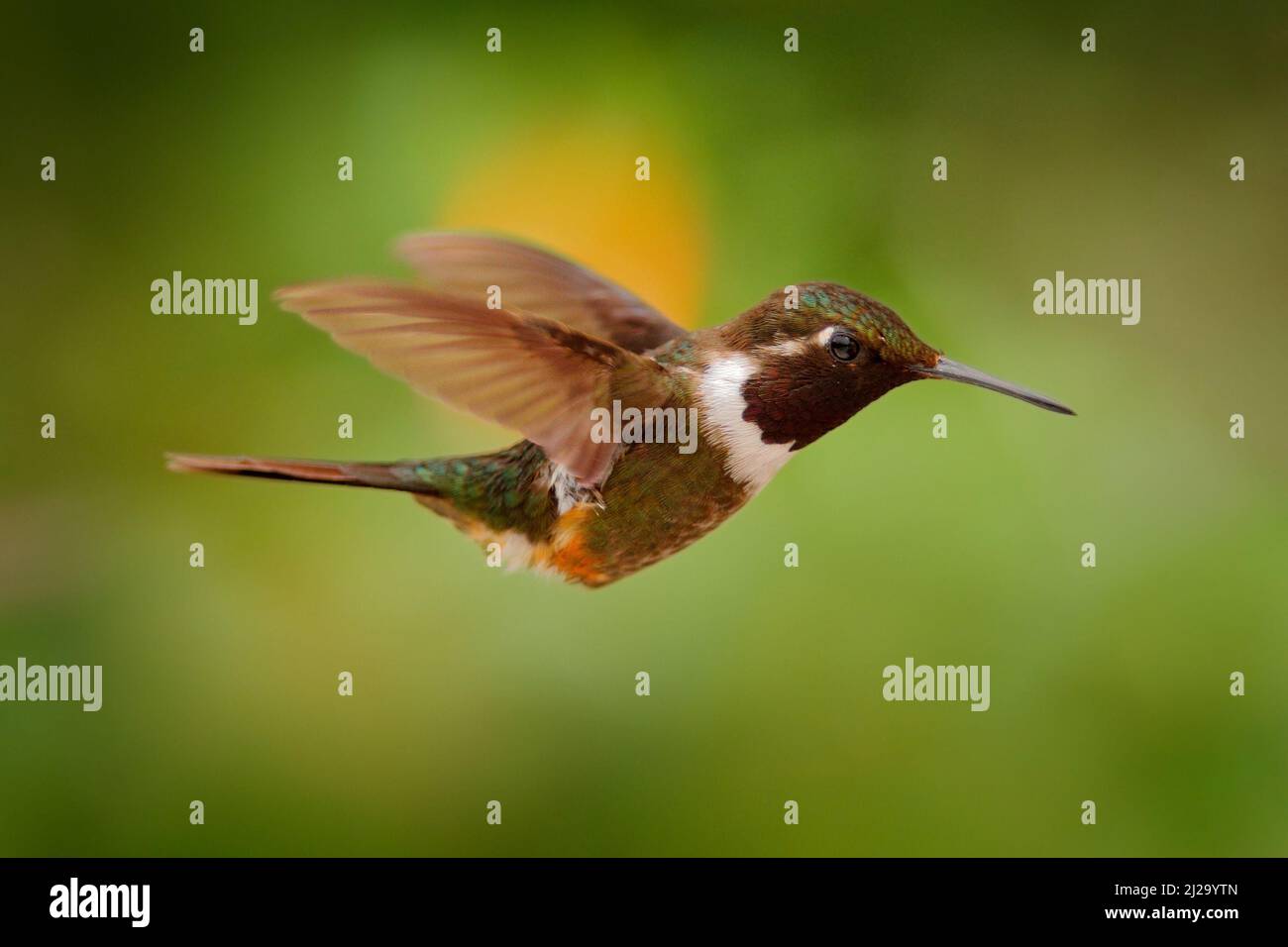 Kolibri im tropischen Wald. Fliege Detail, bewegliche Flügel. Weißbauchiger Woodstar, Kolibri mit klarem grünen Hintergrund. Vogel aus Tandayapa, Ecuado Stockfoto