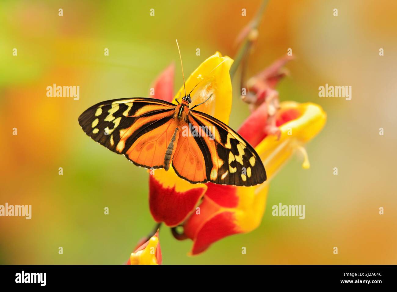 Heliconius ismenius, Schmetterling im natürlichen Lebensraum. Schönes Insekt aus Costa Rica im grünen Wald. Schmetterling, der auf dem Abschied von Panama sitzt. Wildli Stockfoto