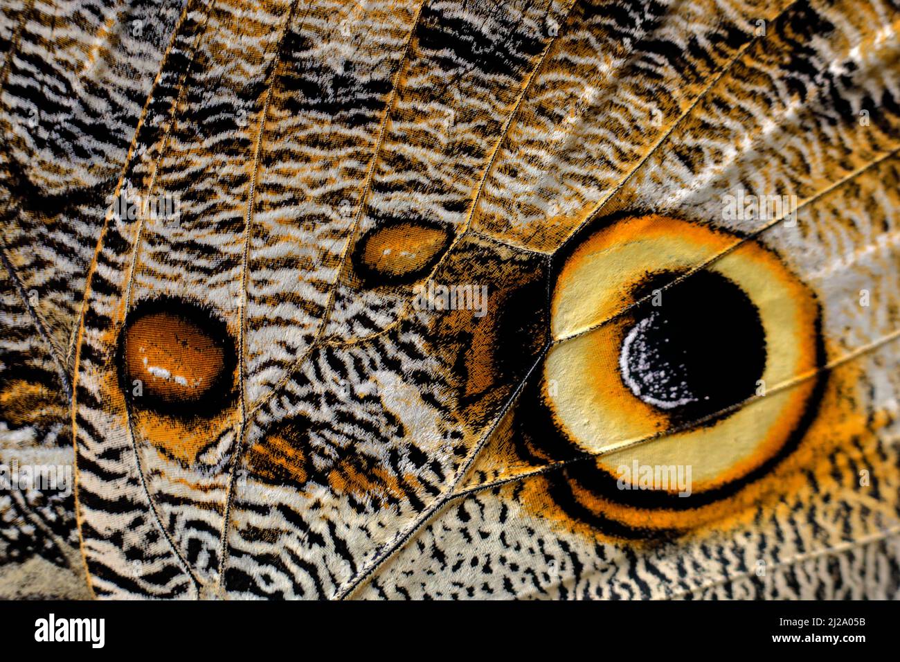 Makrodetails. Nahaufnahme des Schmetterlingsflügels. Blauer Morpho, Morpho-Peleides, in Habitat, Costa Rica. Insektenflügel in Augenoptik. Kunstansicht auf die Natur, wildl Stockfoto