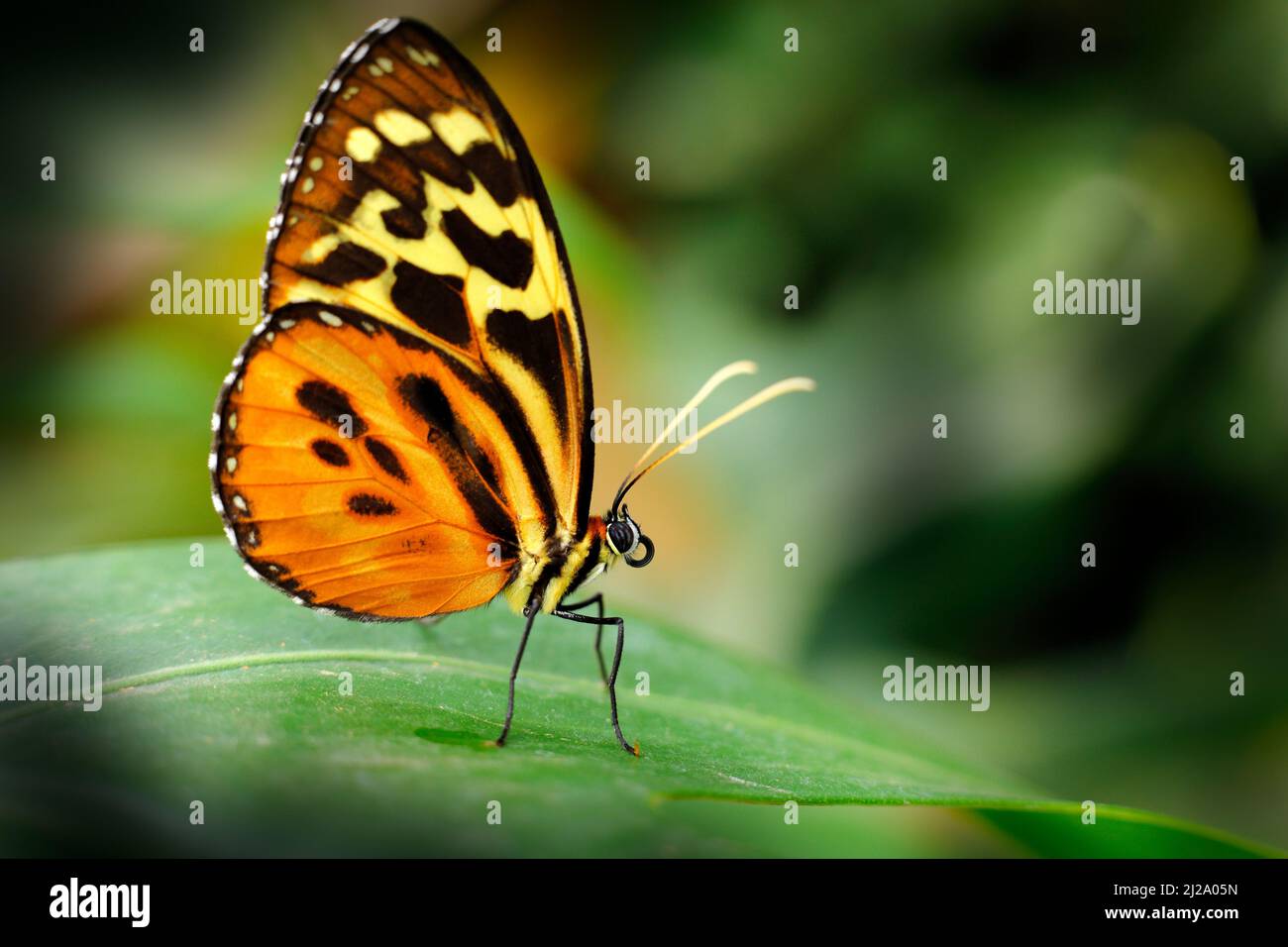 Heliconius ismenius, Schmetterling im natürlichen Lebensraum. Schönes Insekt aus Costa Rica im grünen Wald. Schmetterling, der auf dem Abschied von Panama sitzt. Wildli Stockfoto