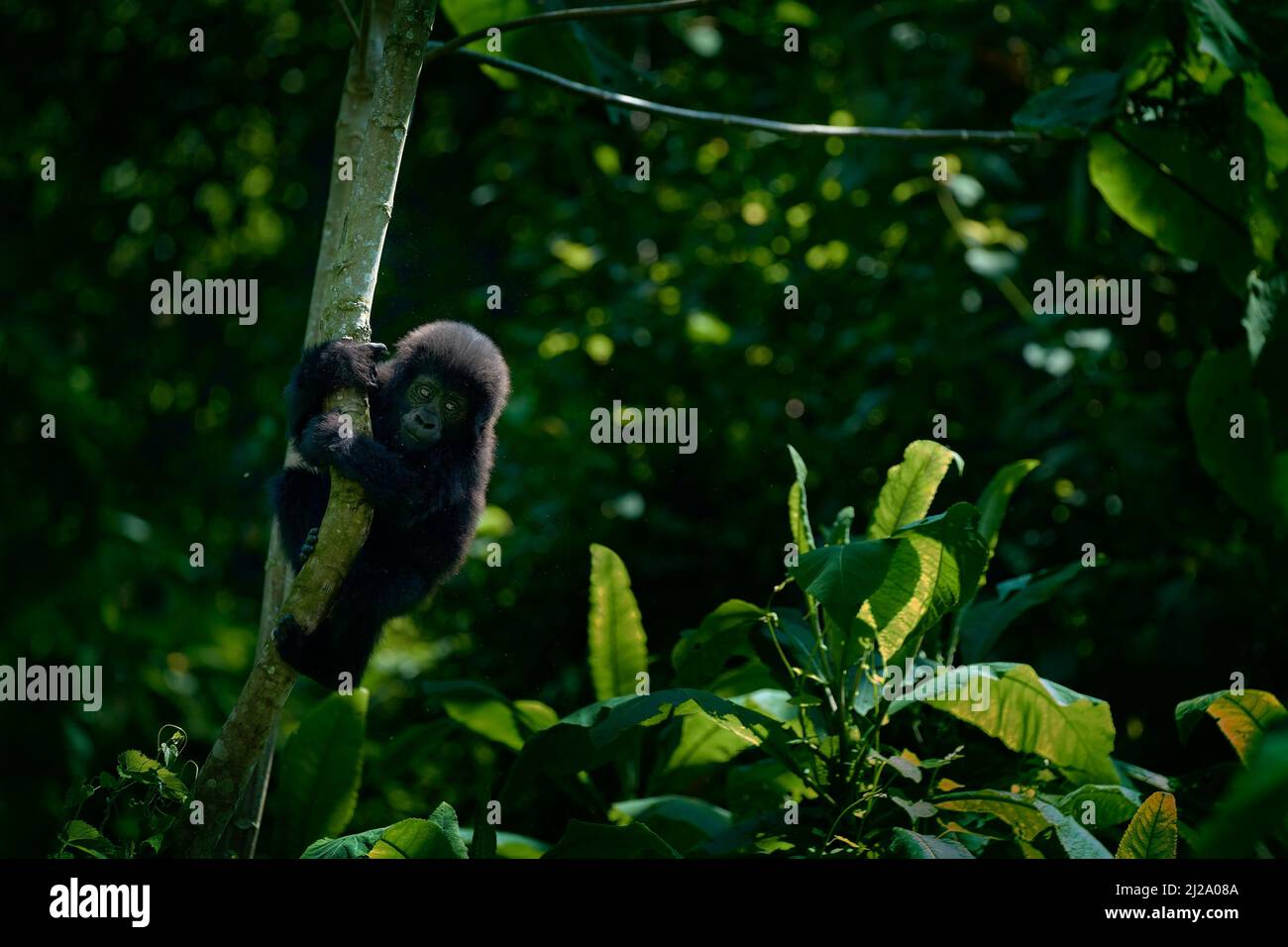 Gorilla Baby. Gorilla im Lebensraum, Bwindi NP in Uganda. Tierwelt in Afrika. Gorilla-Gruppe im Wald. Stockfoto