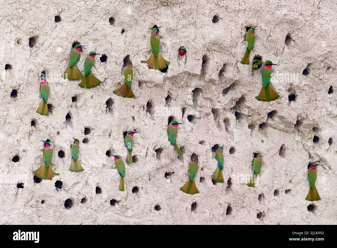 Vogelkolonie Nest, Grundnistloch am Flussufer. ¨Rotkehliger Bienenfresser, Merops bulocki, grüner roter Vogel, der in einem natürlichen Lebensraum sitzt. Bienenfresser, Victor Stockfoto