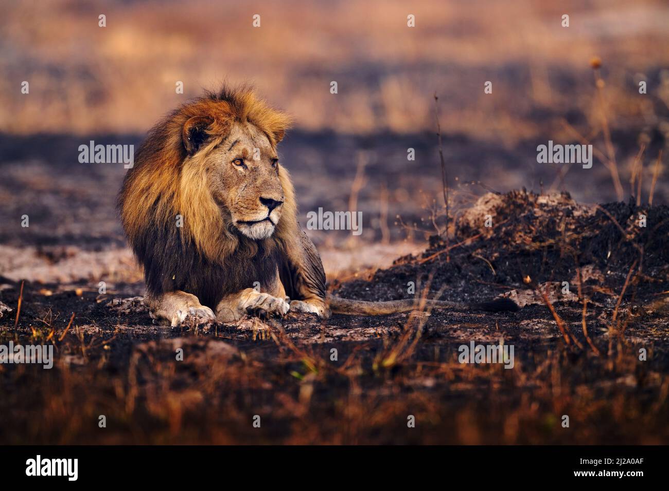 Löwe, Feuer verbrannt zerstörte Savanne. Tier im Feuer verbrannt Ort, Löwe in der schwarzen Asche und Asche liegen und Asche, Savuti, Chobe NP in Botswana. Heiße Jahreszeit in Stockfoto