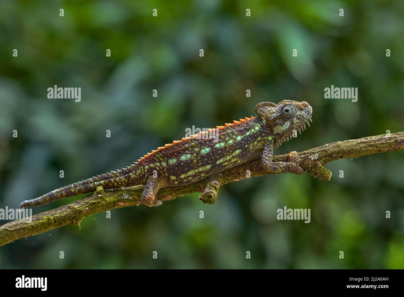 Teppich Chamäleon, Furcifer lateralis, sitzt auf dem Zweig in Wald Lebensraum. Exotisch schönes endemisches grünes Reptil mit langem Schwanz aus Madagaskar. Stockfoto