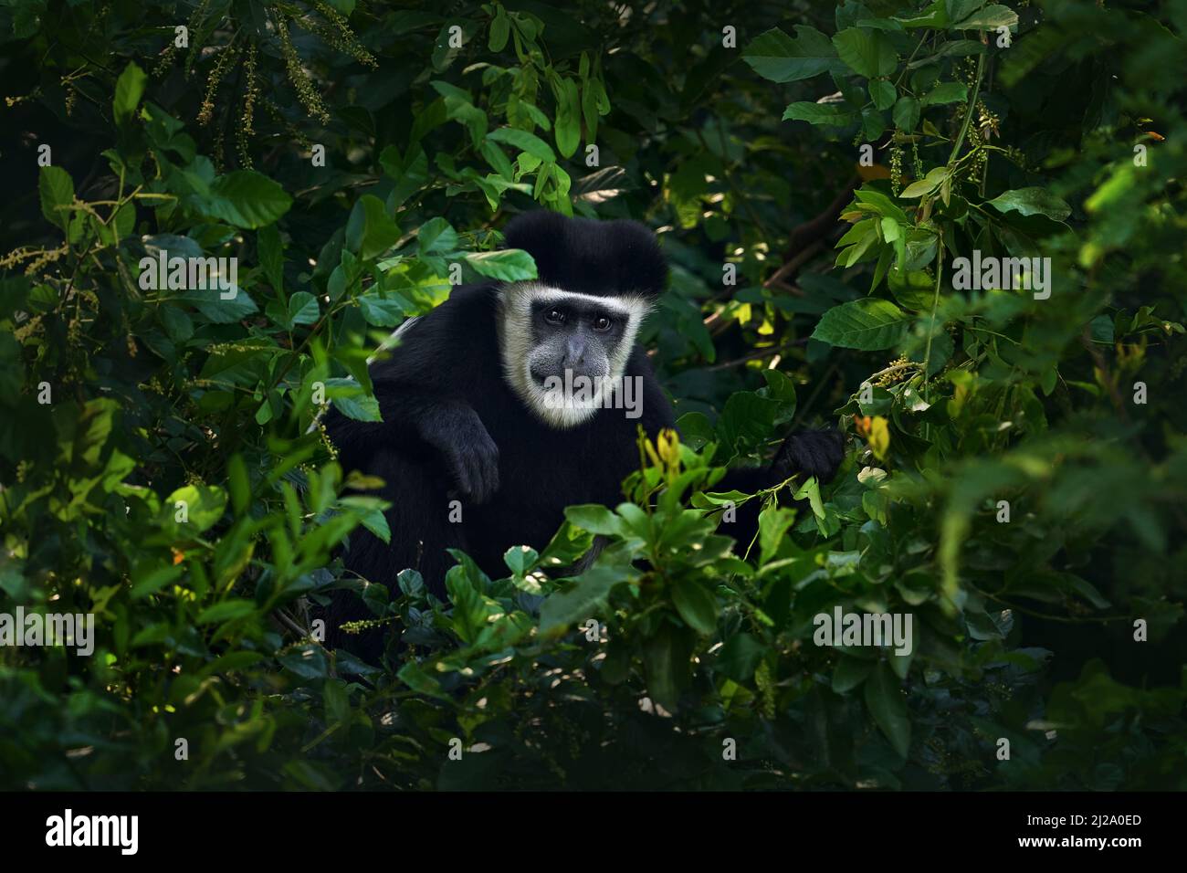 Schwarz-weißer Kolobusaffen aus dem Murchison Falls NP. Affentier aus Ostafrika. Lebensraum für dunkle Waldbäume von Tieren. Wildtiere Natur aus Uganda. Stockfoto