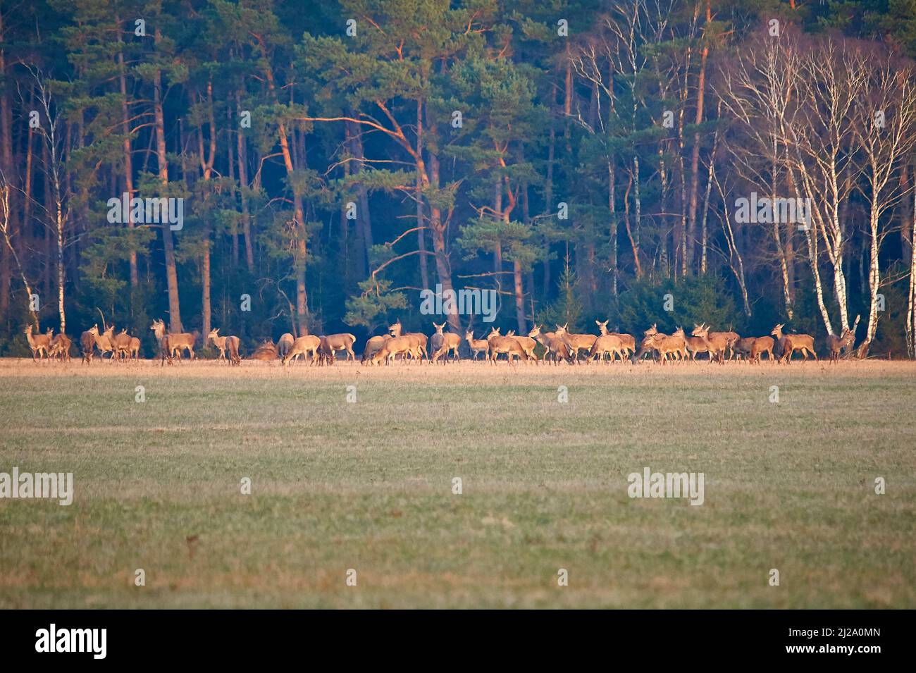 Große Herde weiblicher Hirsche (Hinden) Stockfoto