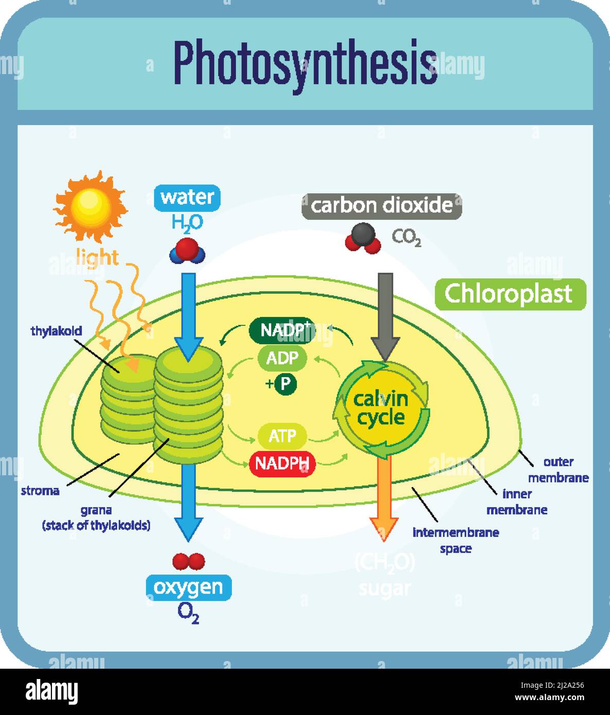 Diagramm, das den Prozess der Photosynthese mit Pflanzen- und Zelldarstellung zeigt Stock Vektor