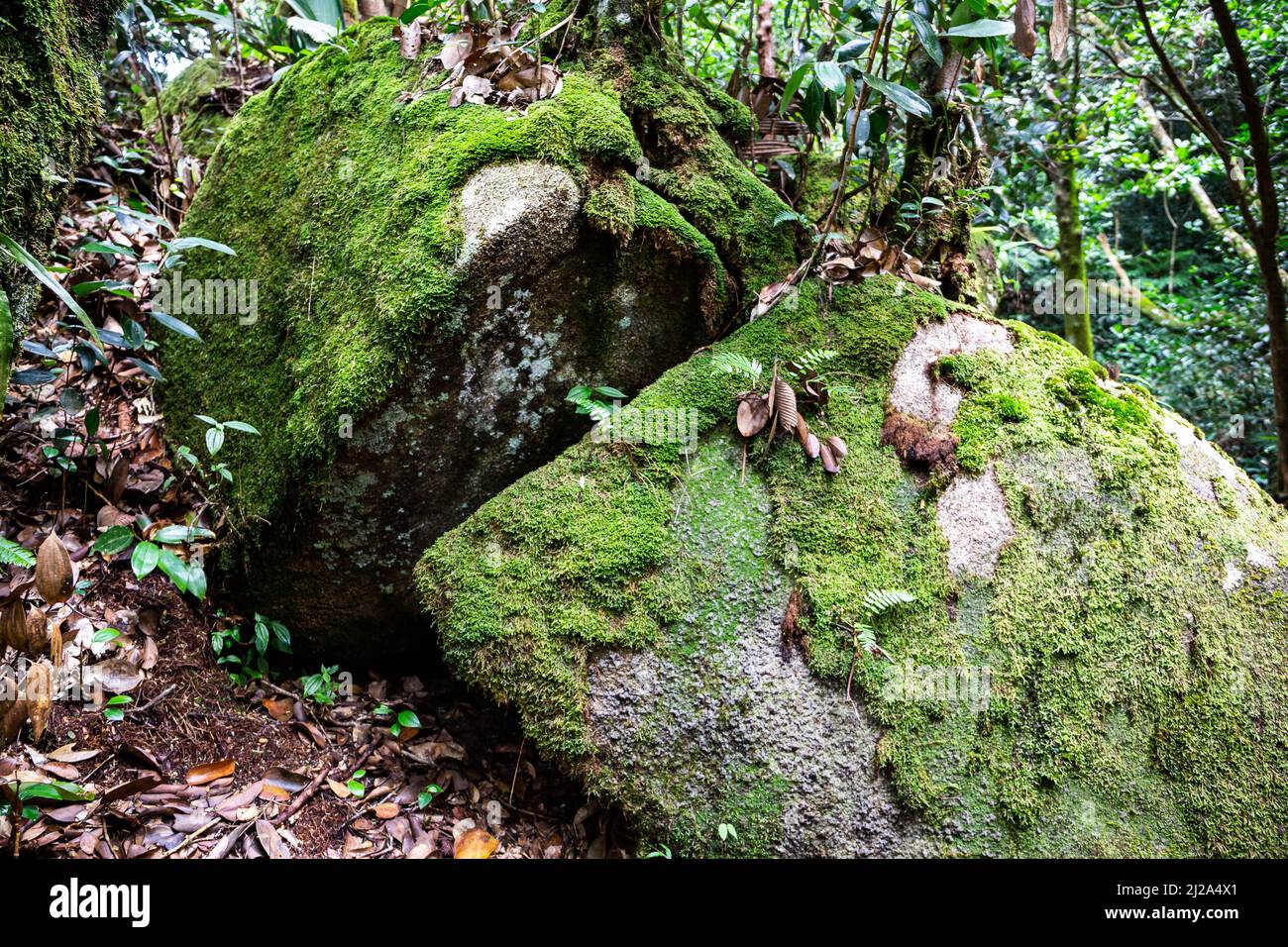 Im Morne Seychelles National Park auf Mahe Island ist der Stein mit Moos und Flechten bewachsen, bedeckt mit trockenen Blättern im tropischen Regenwald. Stockfoto