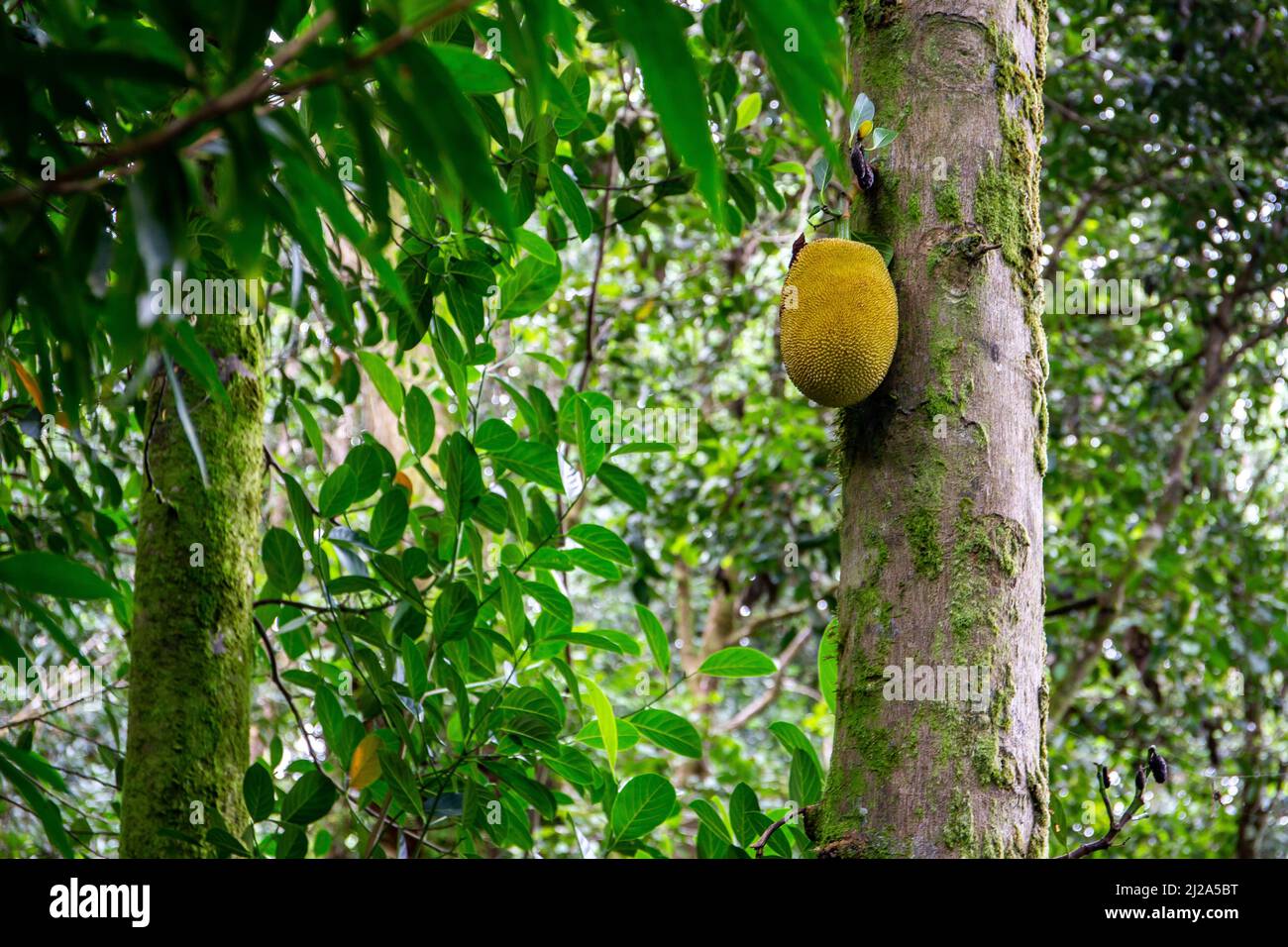 Einzelne Jackfrucht-Früchte (Artocarpus heterophyllus) wachsen auf einem Baum auf der Insel Mahe, Seychellen. Stockfoto