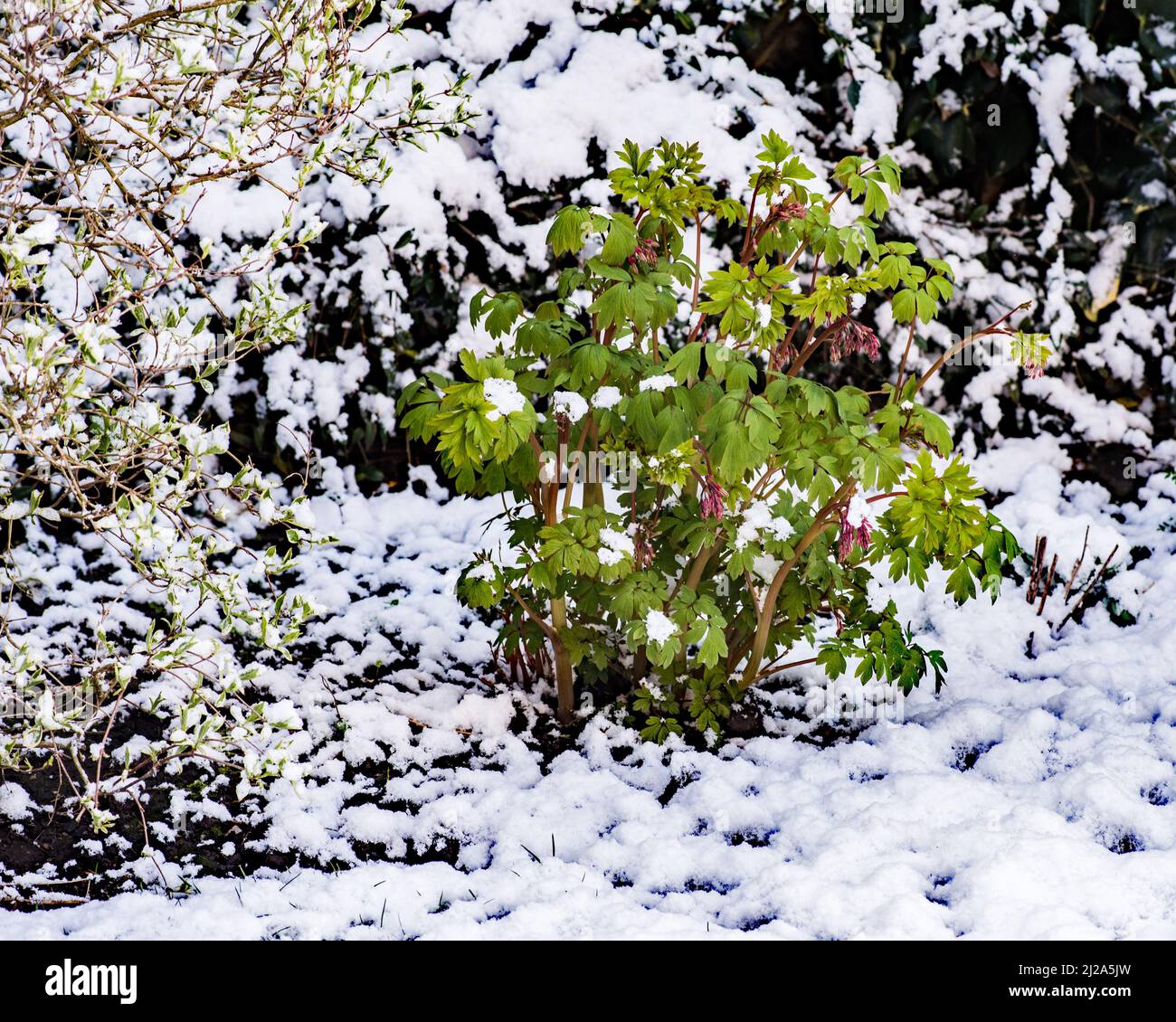 Frühlingsschnee 31. März 2022 Auswirkungen auf zarte Pflanzen.Dicentra spectabilis PinkWhite, schattenliebende Waldpflanze, Dicentra spectabilis, blutende Herzen Stockfoto