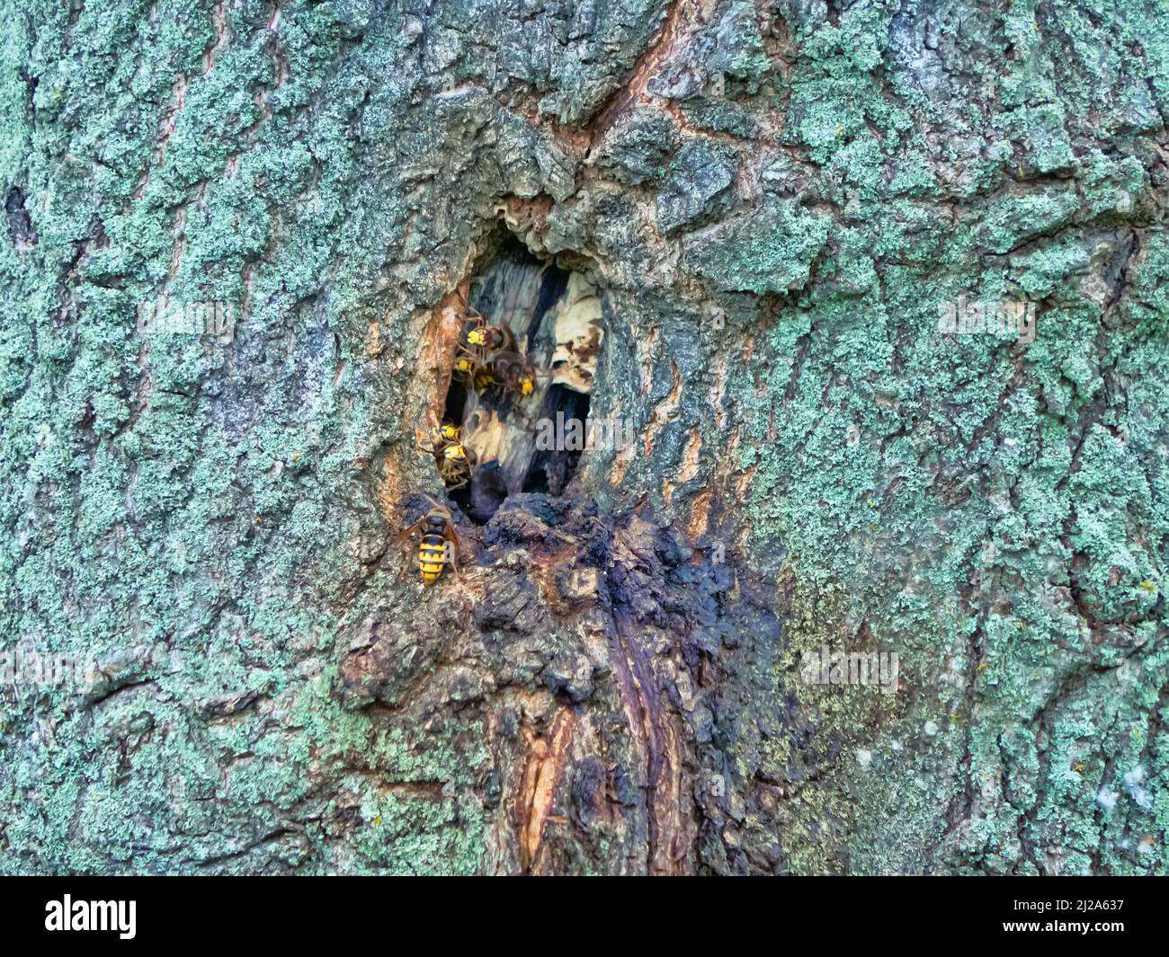 Das Nest der Vespiarhorne in der Mulde einer Eiche. Riesige Hornisse (Vespa crabro) in Nordeuropa. Nestsicherheit am Eingang Stockfoto