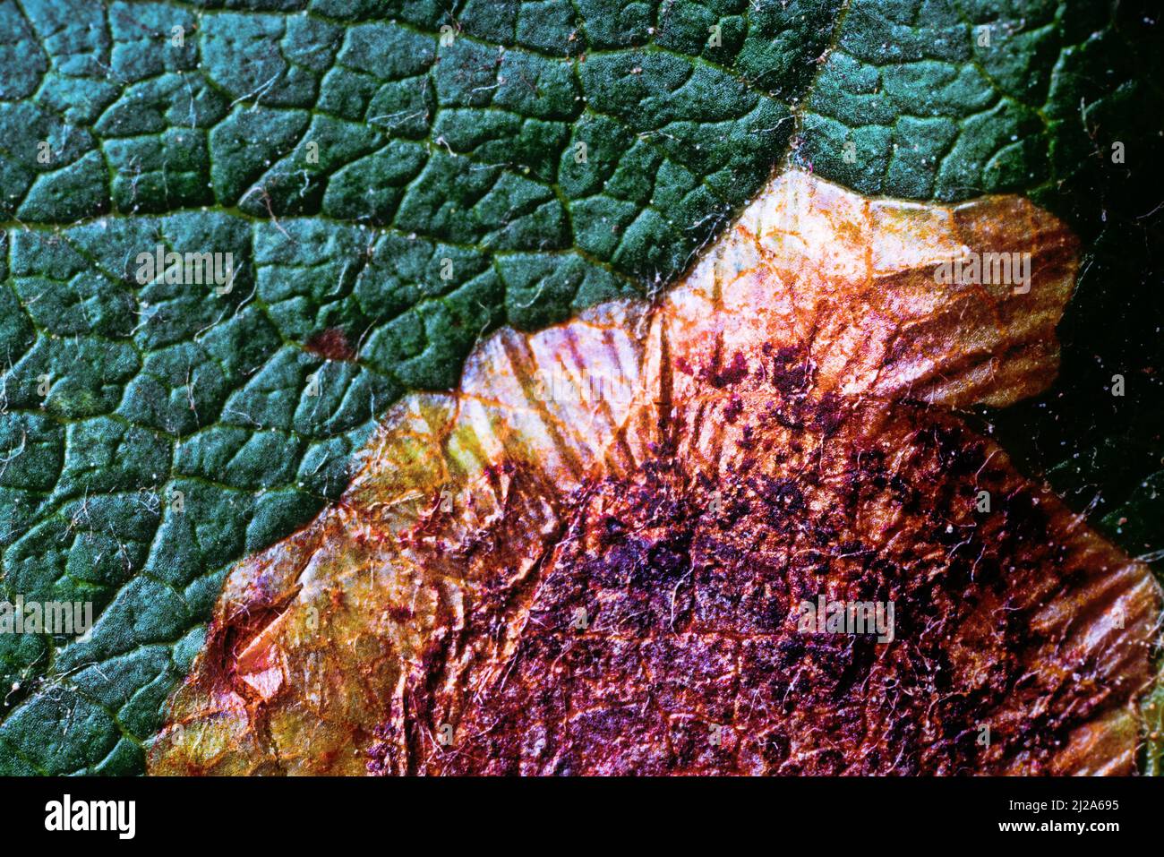 Phytopathologie. Broun-Spotting von Apfelblättern (Ascochytosis, Ascochyta-Blight) Pflanzenkrankheit wird durch Pilze der Gattung Ascochyta verursacht. Ultramakro Stockfoto