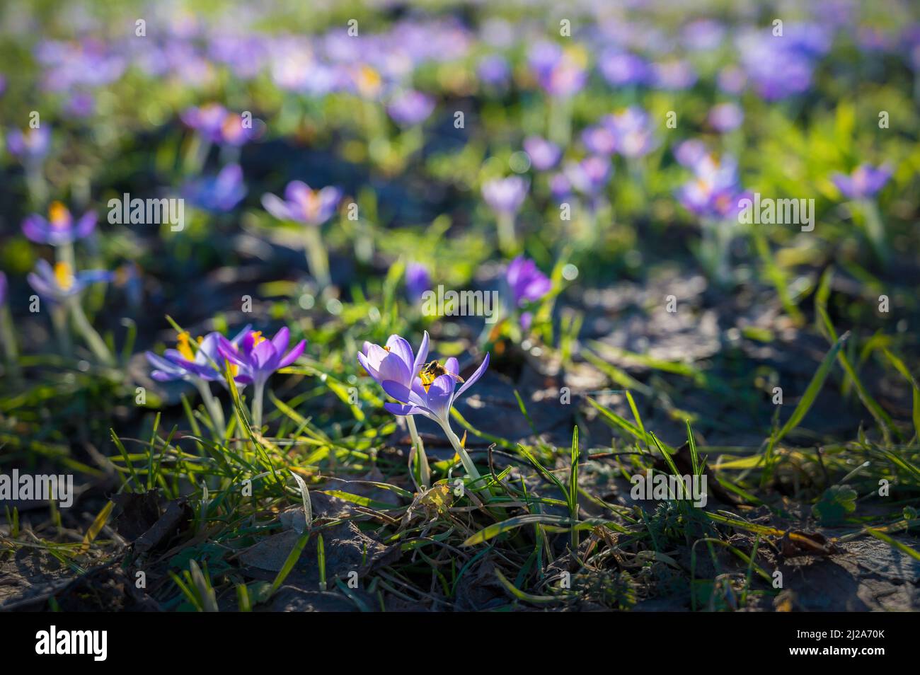 Violette Krokusse auf einer Wiese als Zeichen für den Frühlingsbeginn Stockfoto