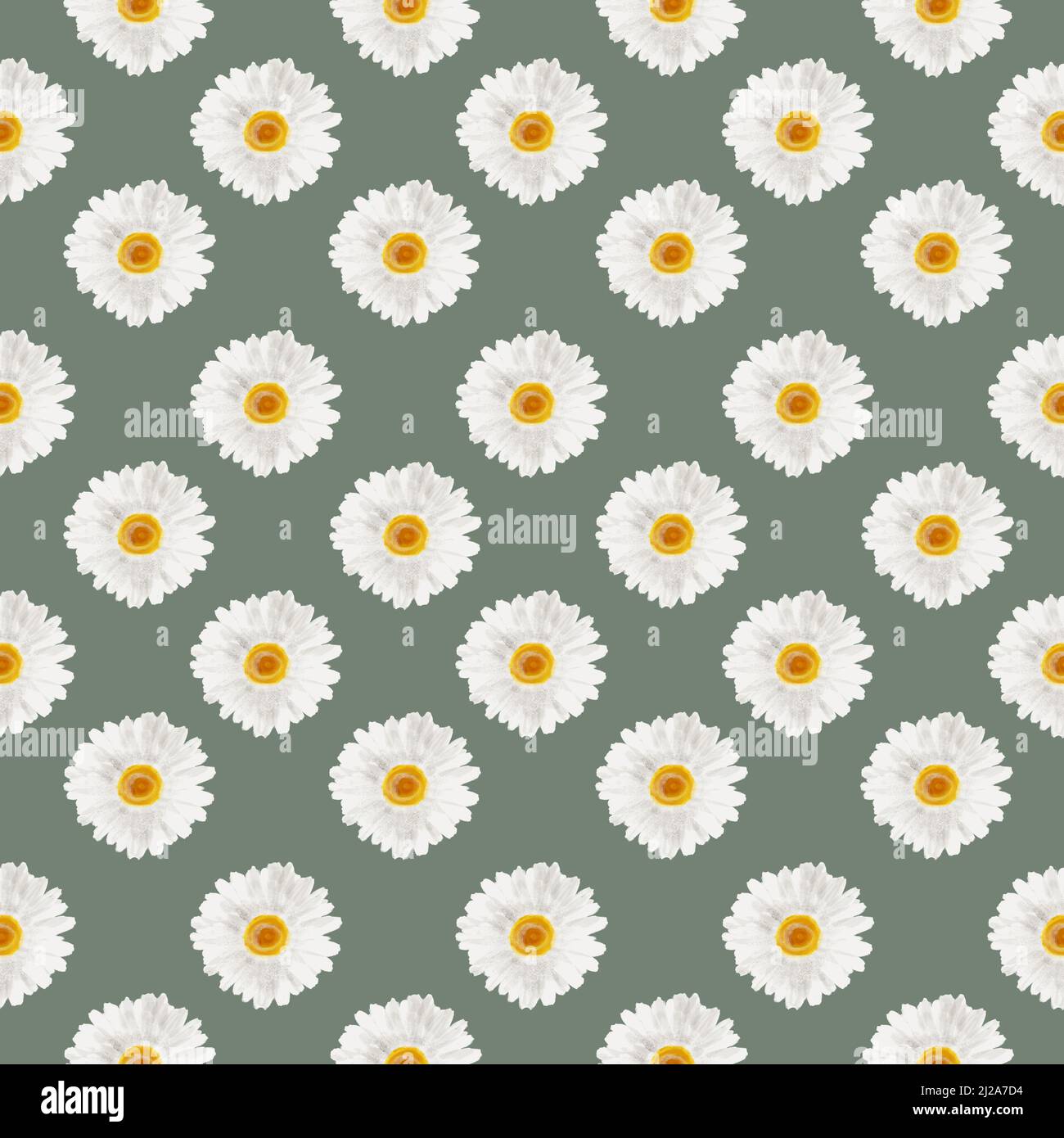 Nahtloses Gänseblümchen-Muster, Weiße Blume auf grünem Hintergrund, Blumentapete, Sommer-Wiederholungsdruck, Kamillenmuster, Blumenmotiv-Ornament Stockfoto