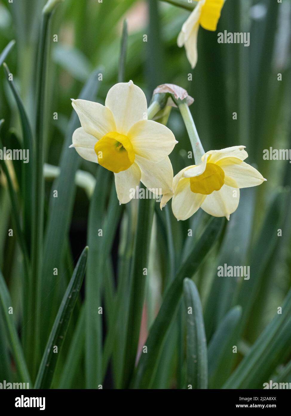 Eine Nahaufnahme der zierlichen blassgelben Blüten des Zwergs Narcissus Minnnow Stockfoto