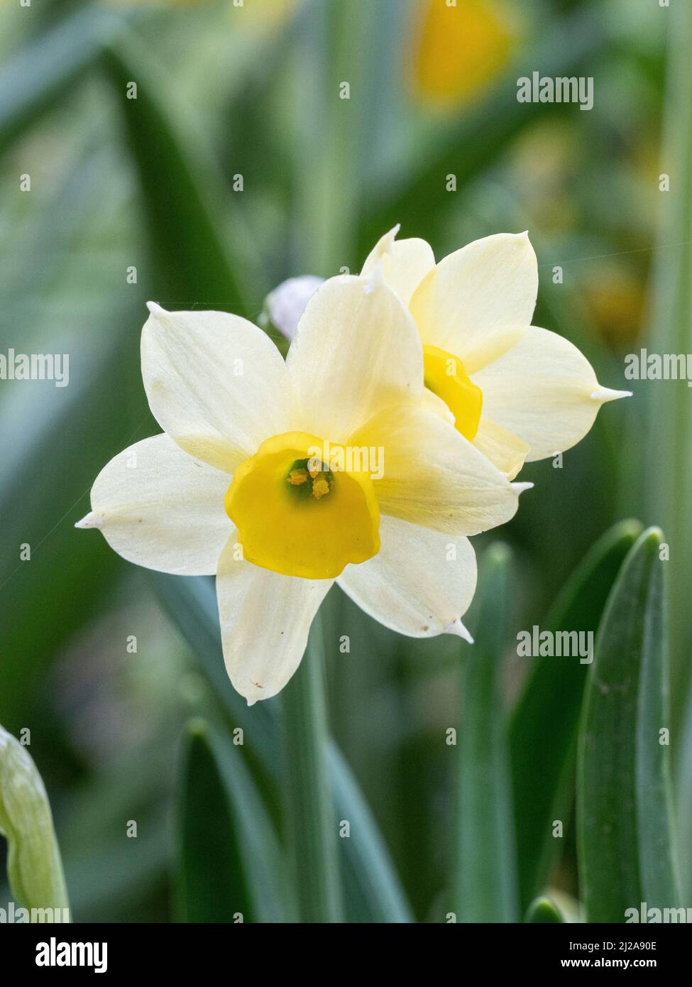 Eine Nahaufnahme der zierlichen blassgelben Blüten des Zwergs Narcissus Minnnow Stockfoto