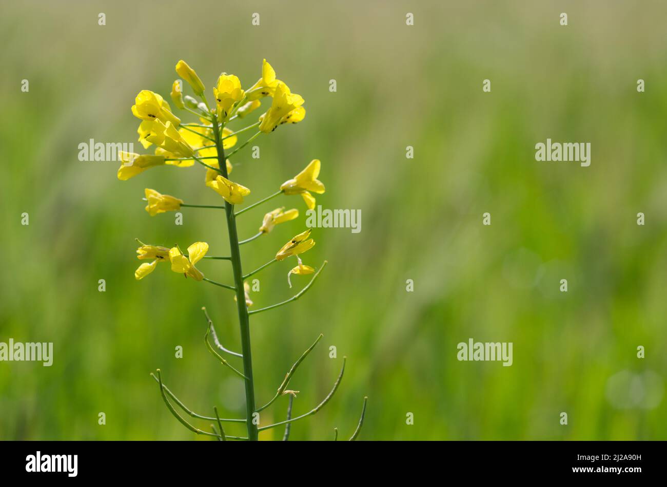 Brassicaceae, oder Cruciferae, gelbe Wildblume auf einer Wiese Stockfoto