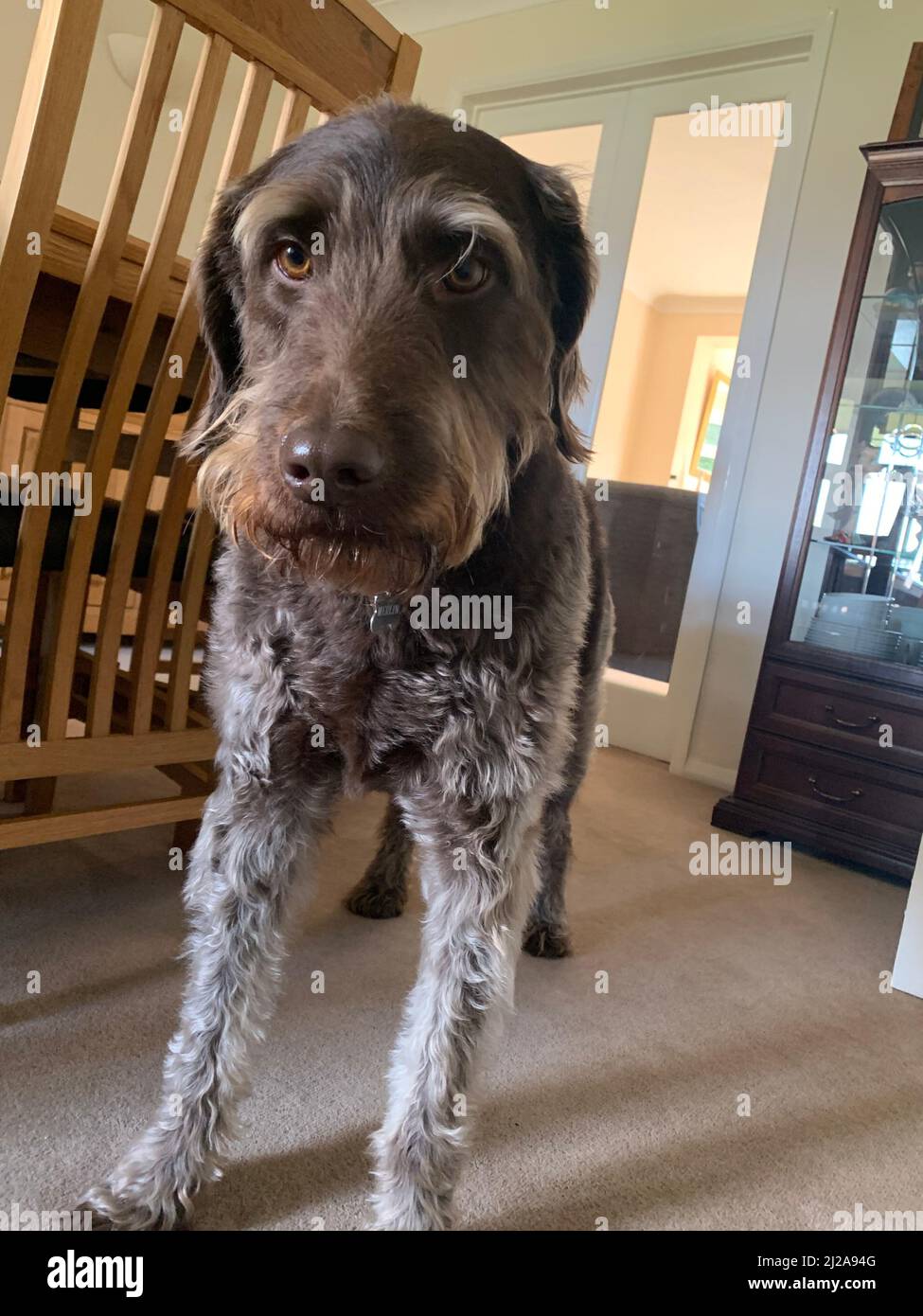 Brauner Labradoodle-Hund, der auf einen Spaziergang gehen will, steht mit braunem fröhlichen Bart Doodle-Hunde in einem freundlichen, grauen, schlau aussehenden Hund Stockfoto