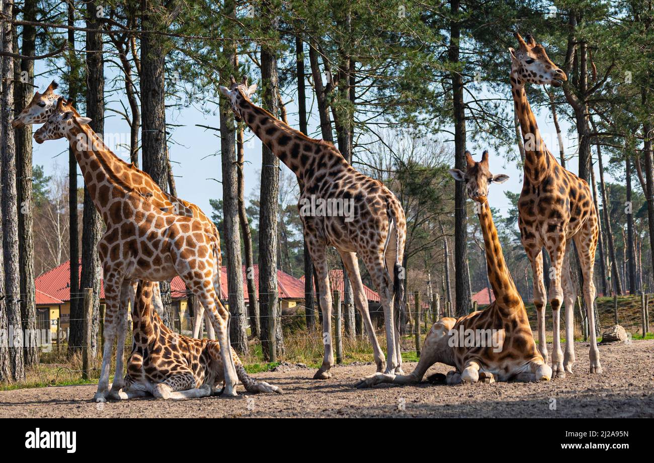 Mehrere Giraffen, von denen eine Giraffe in die Kamera schaut Entspannen Sie sich und genießen Sie die Sonne in einem Zoo namens Safaripark Beekse Bergen in Hilvarenbeek Stockfoto