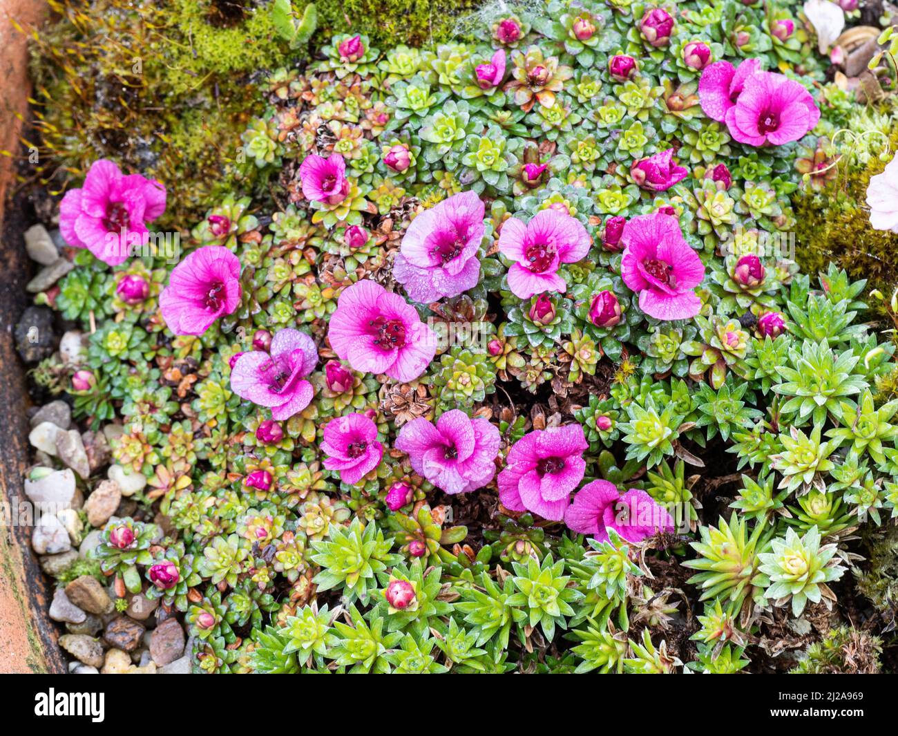 Ein verkrusteter Hügel der früh blühenden Kabschia Saxifraga Beatles, der die zarten, tiefrosa Blüten zeigt Stockfoto
