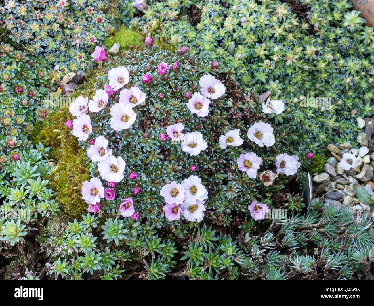 Ein verkrusteter Hügel der Kabschia Saxifraga Tysoe Pink Perfection, der die zarten, blassrosa Blüten zeigt Stockfoto