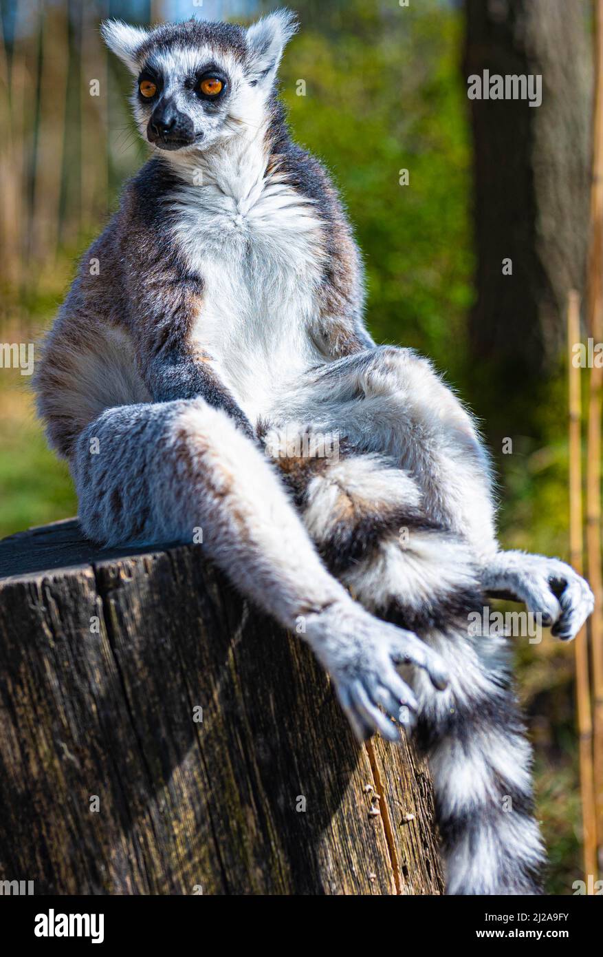 Ein Ringschwanz-Lemur, der nach links schaut, sitzt auf einer Stange und genießt die Sonne im Safaripark Beekse Bergen in Hilvarenbeek, Noord-Brabant, The Nether Stockfoto
