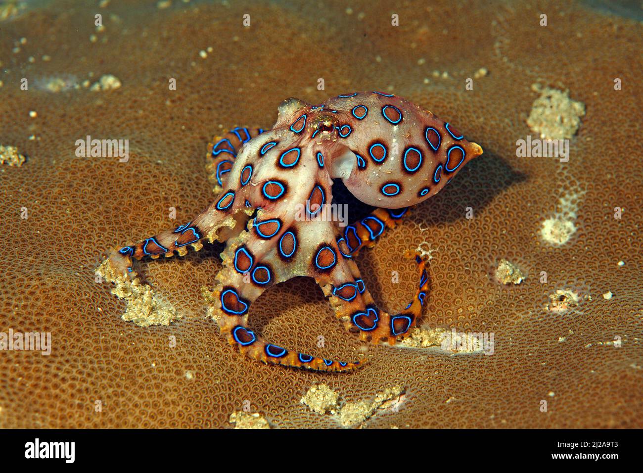 Blueringelter Oktopus (Hapalochlaena lunulata), hochgiftig, Raja Ampat, Irian Jaya, West-Papua, Indonesien Stockfoto