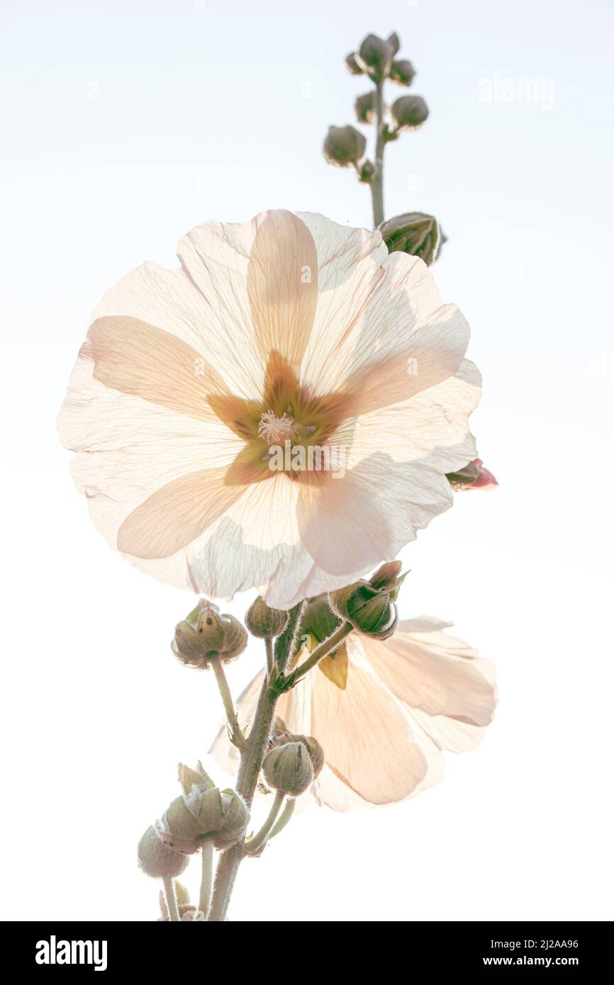 Eine große weiße Blume in voller Blüte, die von der untergehenden Sonne beleuchtet wird. Stockfoto