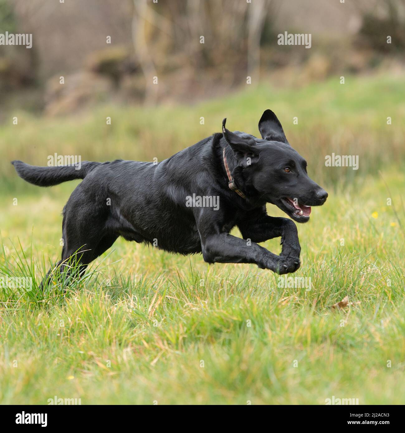 schwarzer Labrador retriever Stockfoto