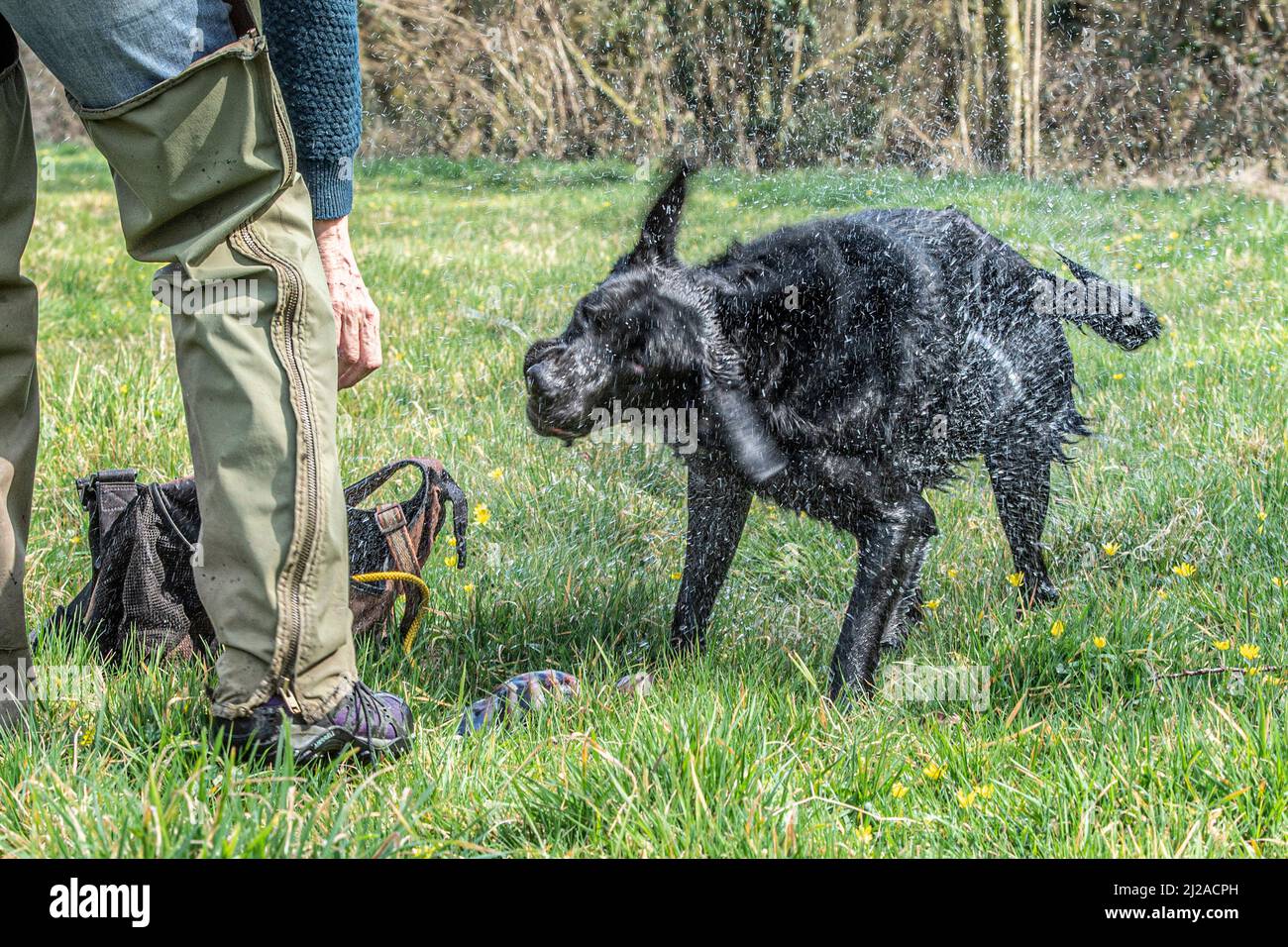 Schwarzer labrador Retriever Hund schüttelt nach einem Wasserrücklauf Stockfoto