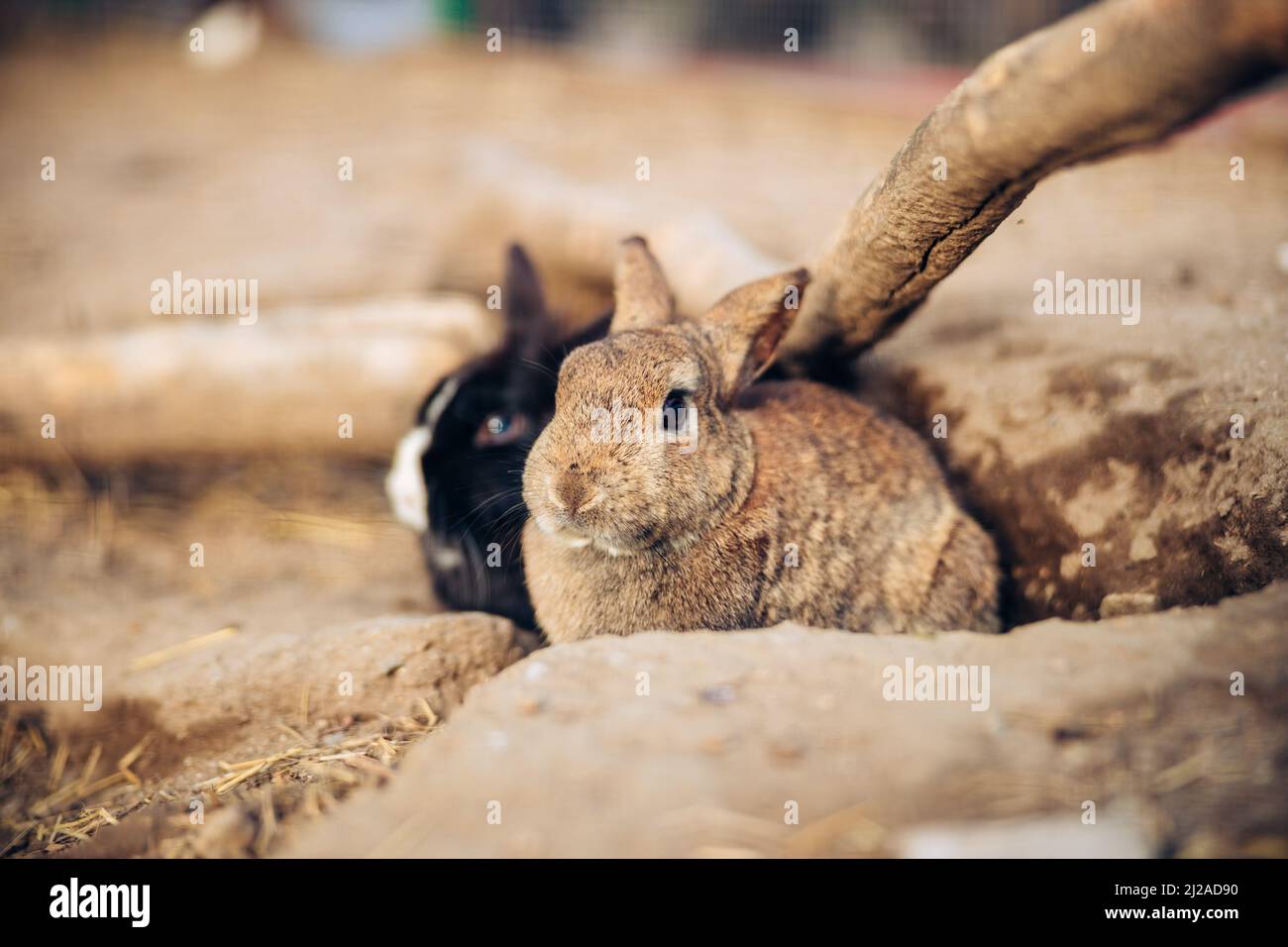 Entzückendes braunes Kaninchen steht auf dem Boden. Teenager Brown Bunny sitzt zwischen Löchern im Boden. Hochwertige Fotos Stockfoto