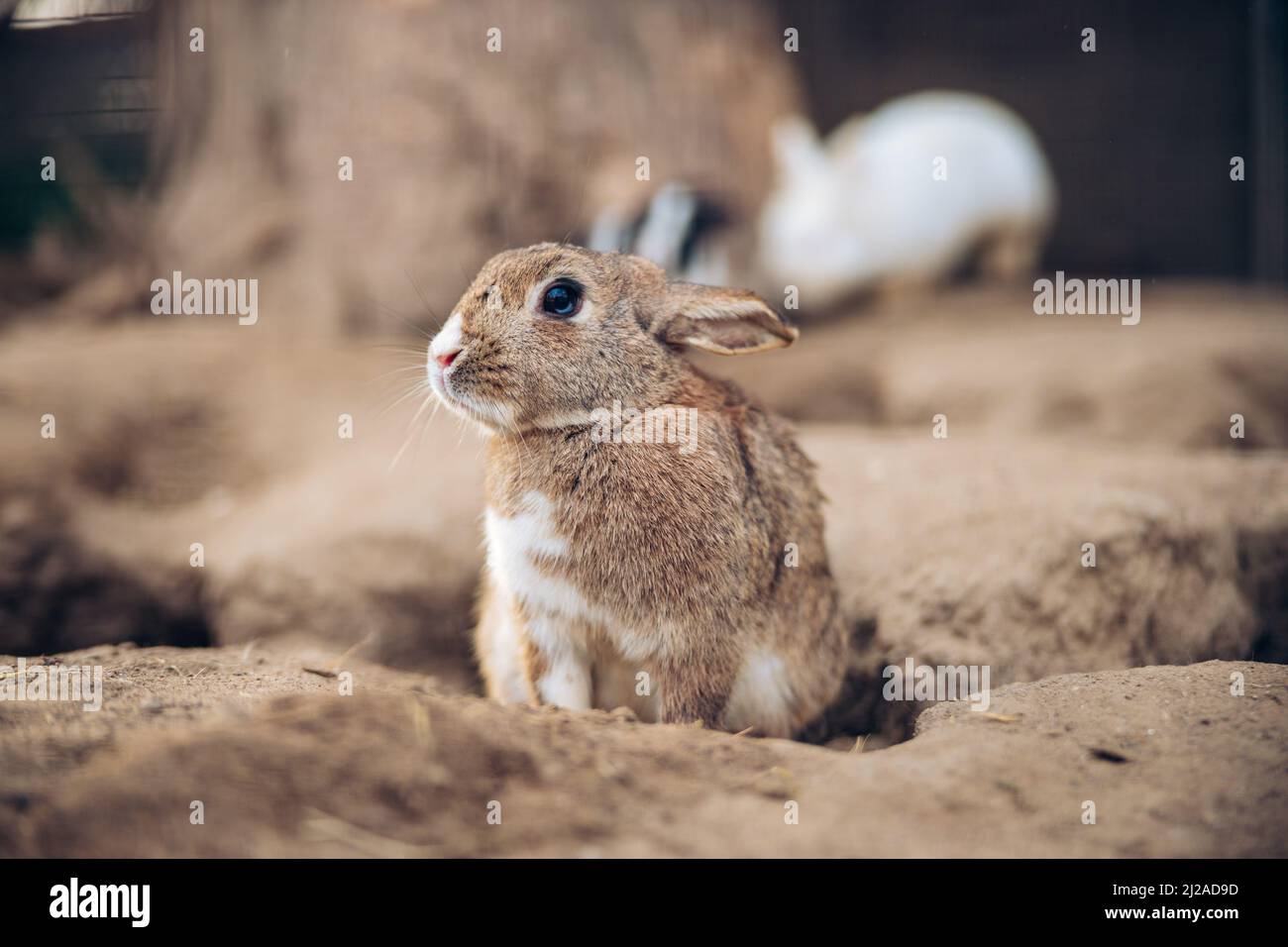 Entzückendes braunes Kaninchen steht auf dem Boden. Teenager Brown Bunny sitzt zwischen Löchern im Boden. Hochwertige Fotos Stockfoto