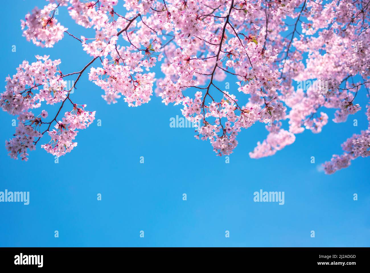 Schöne Kirschblüte für natürlichen abstrakten Hintergrund Stockfoto