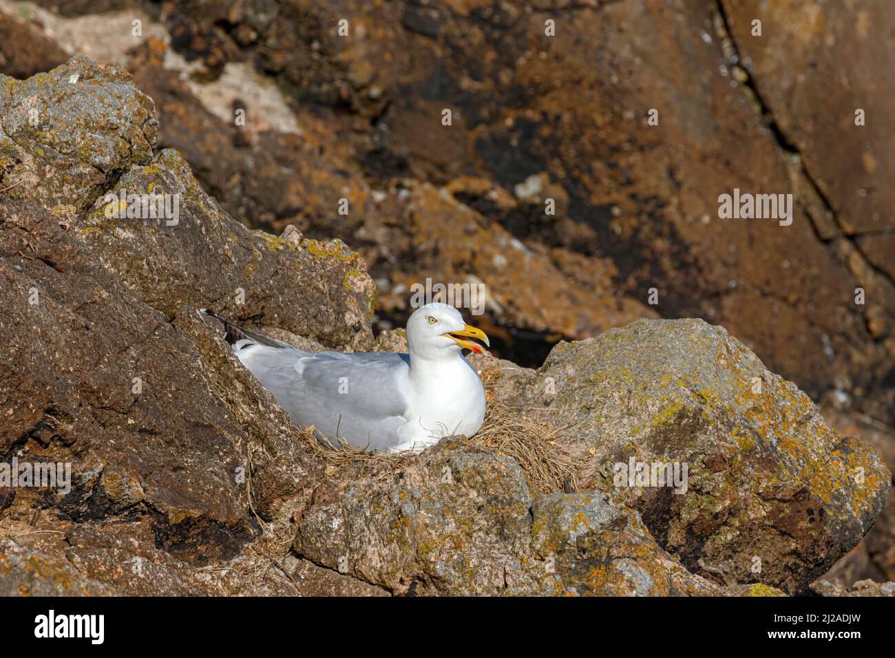 Heringmöwe, Larus argentatus, ausgewachsene Brut auf Nest Greater Salteee, ROI May Stockfoto