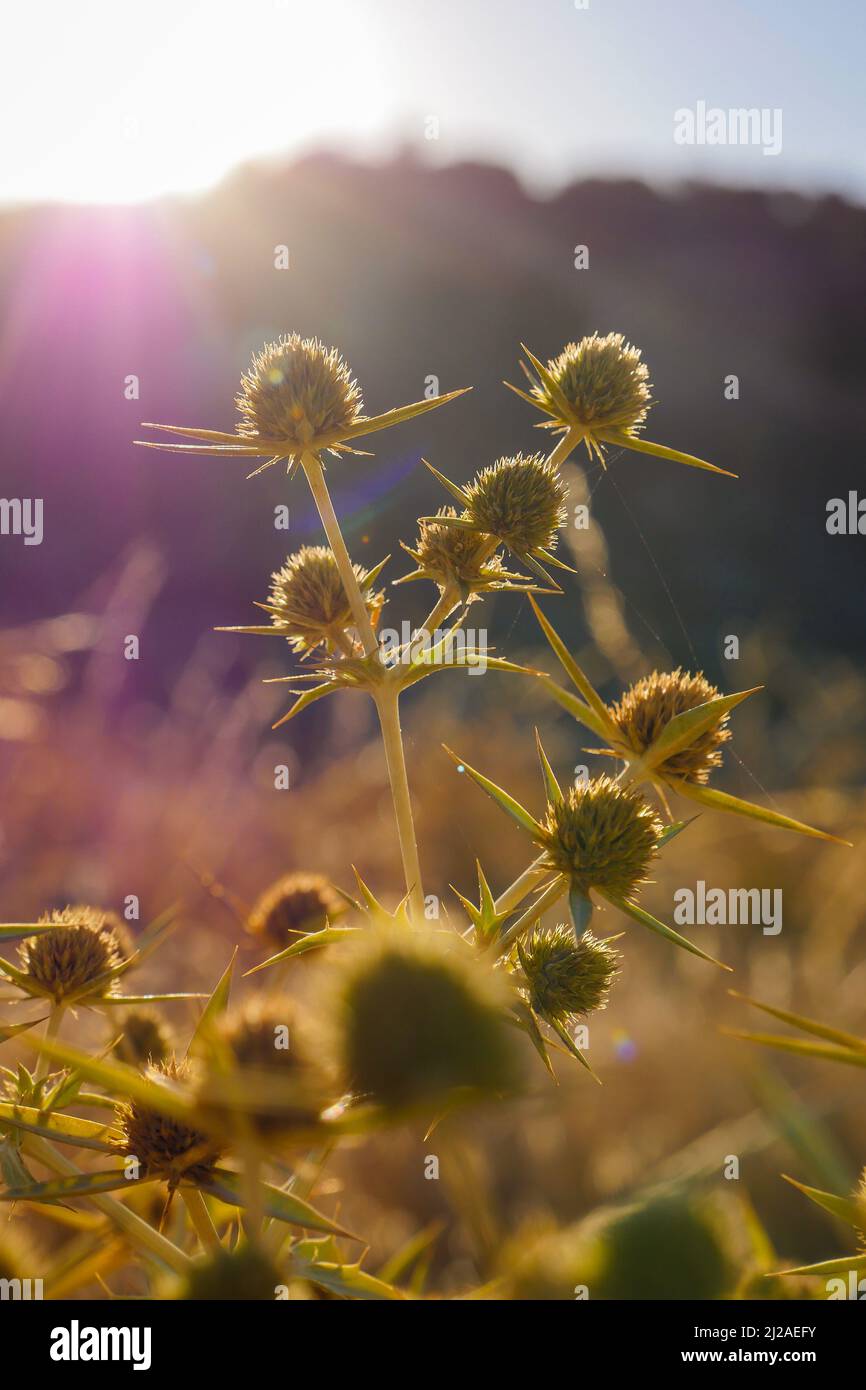 Espagne, Navarra, Arguedas, désert des Bardenas Reales, Parc naturel classé Réserve de Biosphère par l'UNESCO, Castil de tierra, la cheminée de Stockfoto
