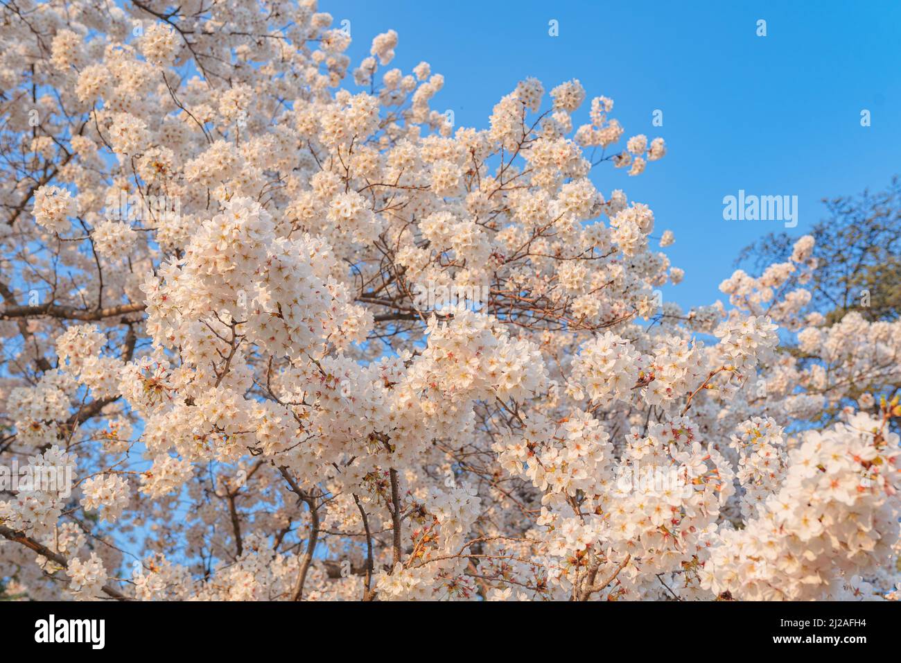Sakura Blumen rosa weich verschwommen Fokus. Blühender Apfelbaum, Frühlingshintergrund, Zärtlichkeit natürlicher Naturkosmetik. Rosa Kirsche Stockfoto