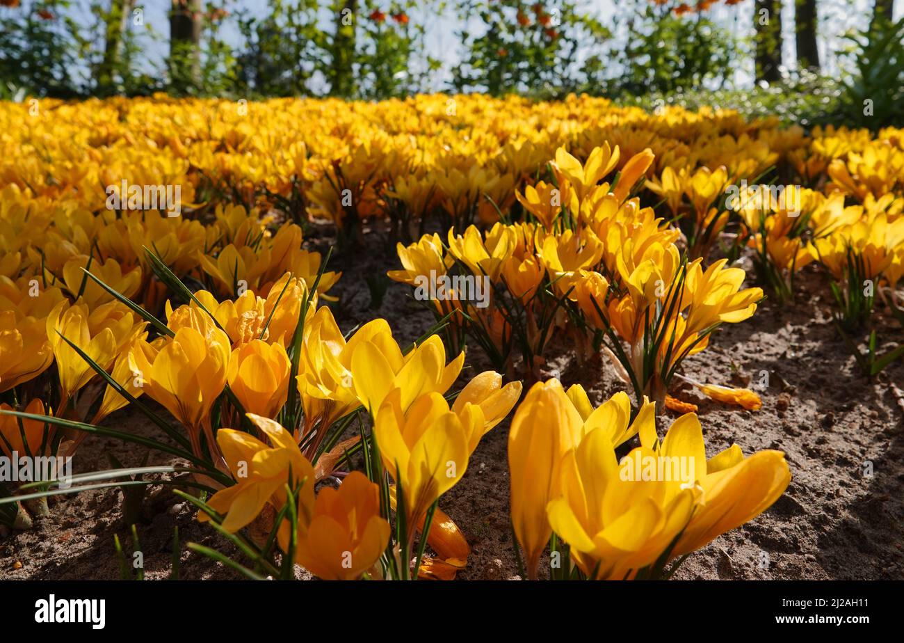 Ein großes Feld mit gelben Krokussen. Der Crocus flavus (gelber Krokus, gelber holländischer Krokus oder Schneekrokus) gehört zur Familie Iridacea. Stockfoto