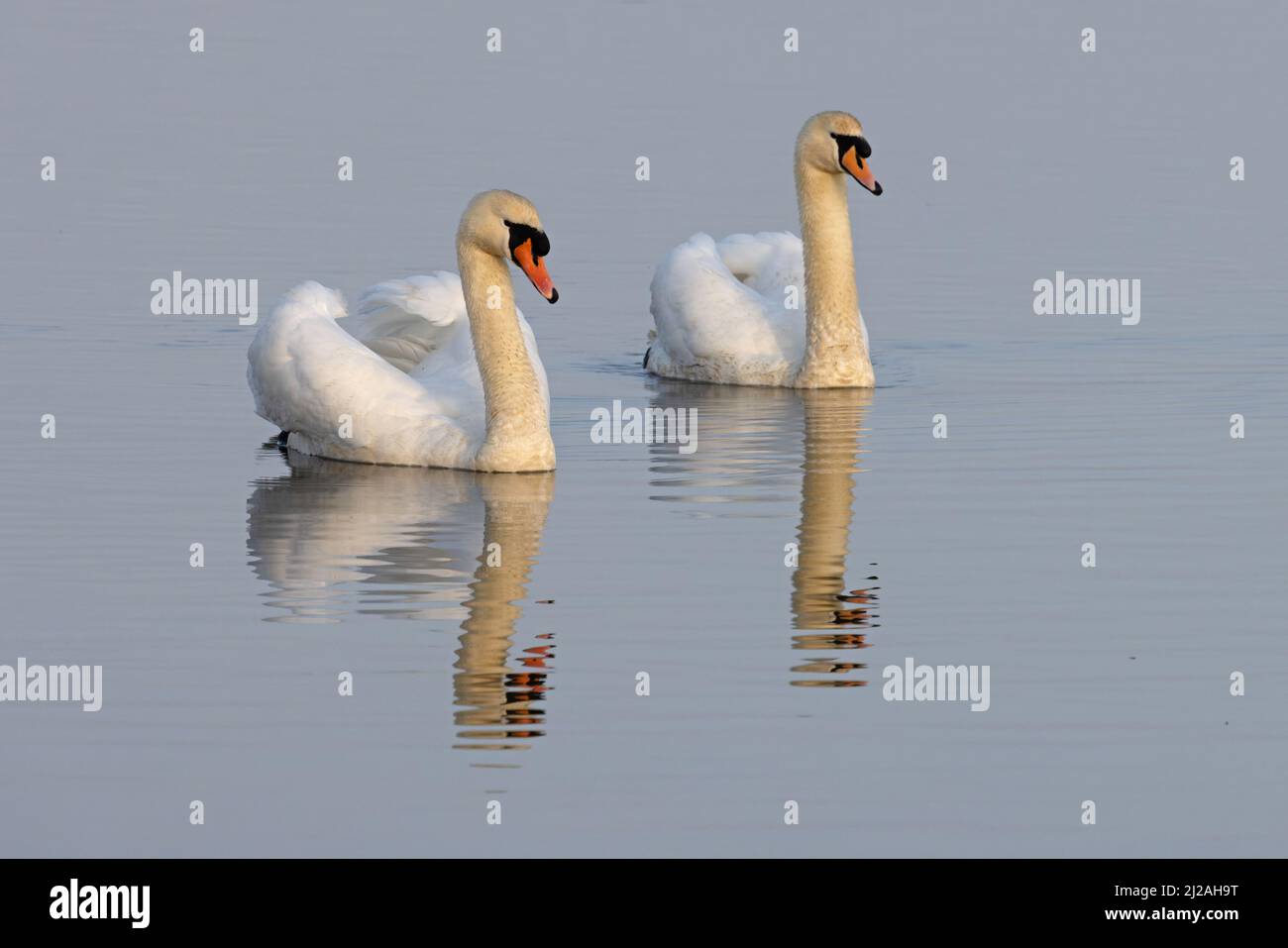 Mute Swan (Cygnus olor) courting Cley Marsh NWT Norfolk GB UK März 2022 Stockfoto