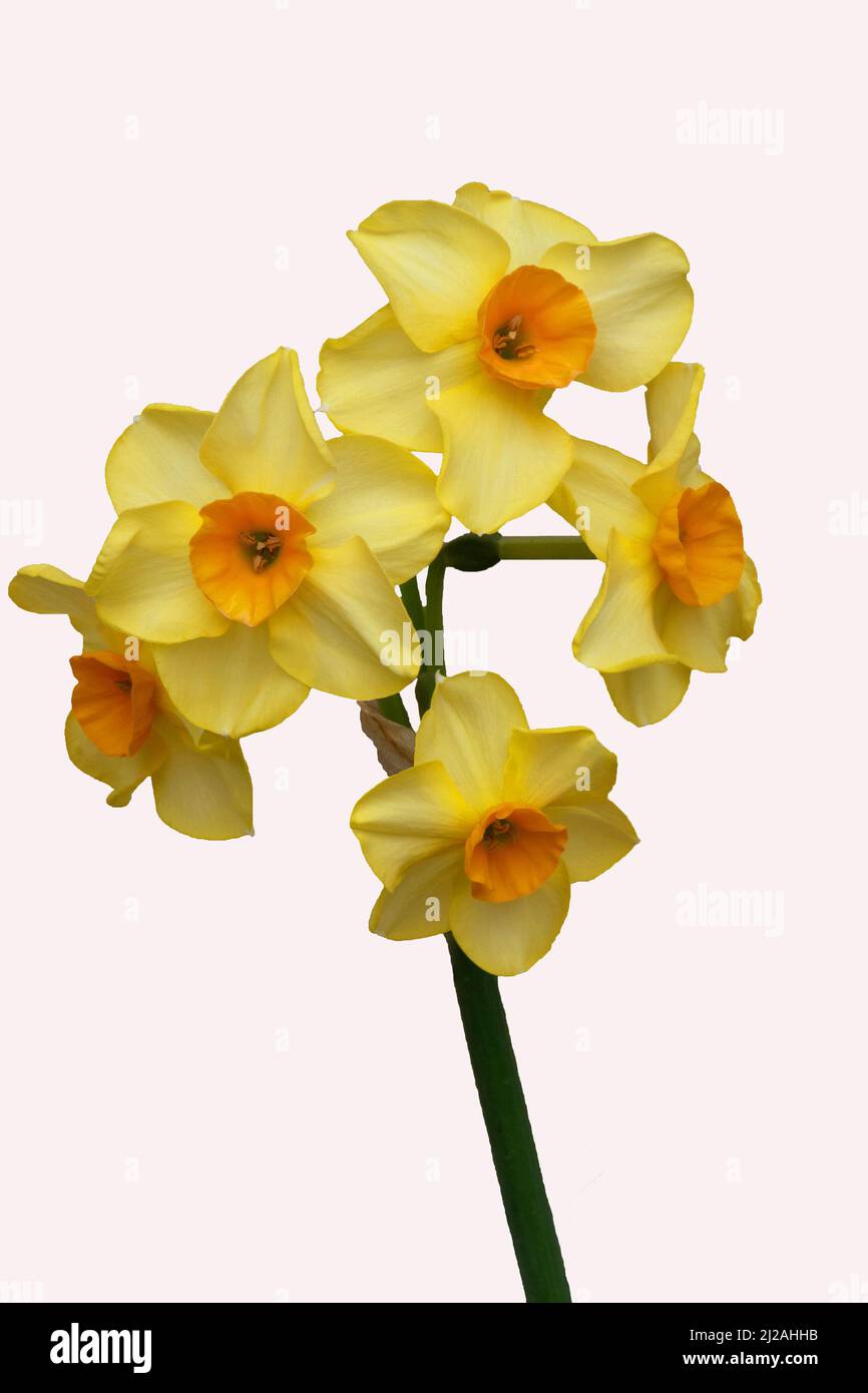 Makroaufnahme von Narcissus tazetta Martinette Stockfoto