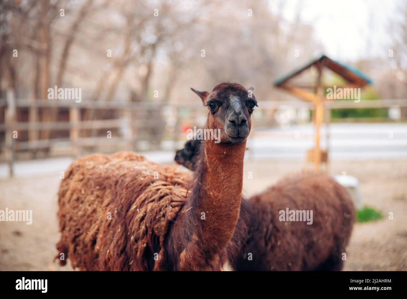 Ein süßes braunes Lama in einem Zoo-Park. Ein flauschiges Tiersäugetier. Ähnlich einer Alpaka. Hochwertige Fotos Stockfoto