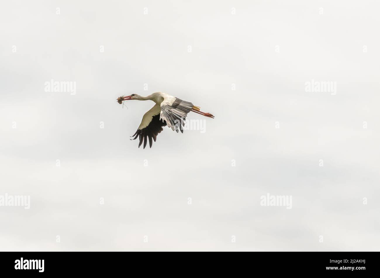 Weißstörche fliegen in der Luft über der Siedlung. Stockfoto