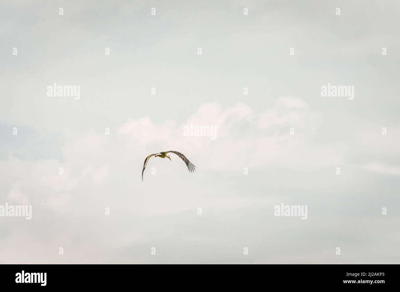 Weißstörche fliegen in der Luft über der Siedlung. Stockfoto