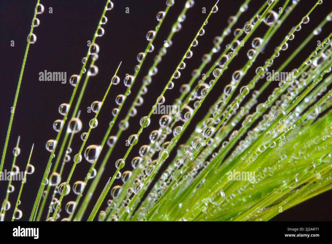 Getreideähre, Wassertropfen Getreide, Wassertropfen auf Getreide, grün, schwarzer Hintergrund, makro, schwarzer Hintergrund, bio, gesund, Ernährung, Insektizide Stockfoto