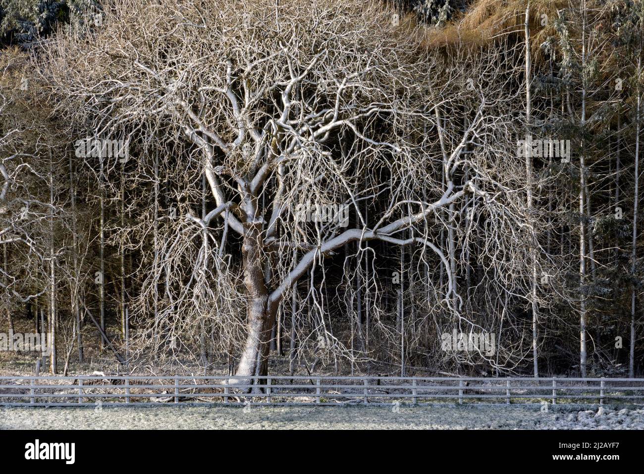 Eine Rückkehr des Winterwetters - Spätfrühlingsschneefall in den Yorkshire Dales in North Yorkshire im Vereinigten Königreich. Stockfoto