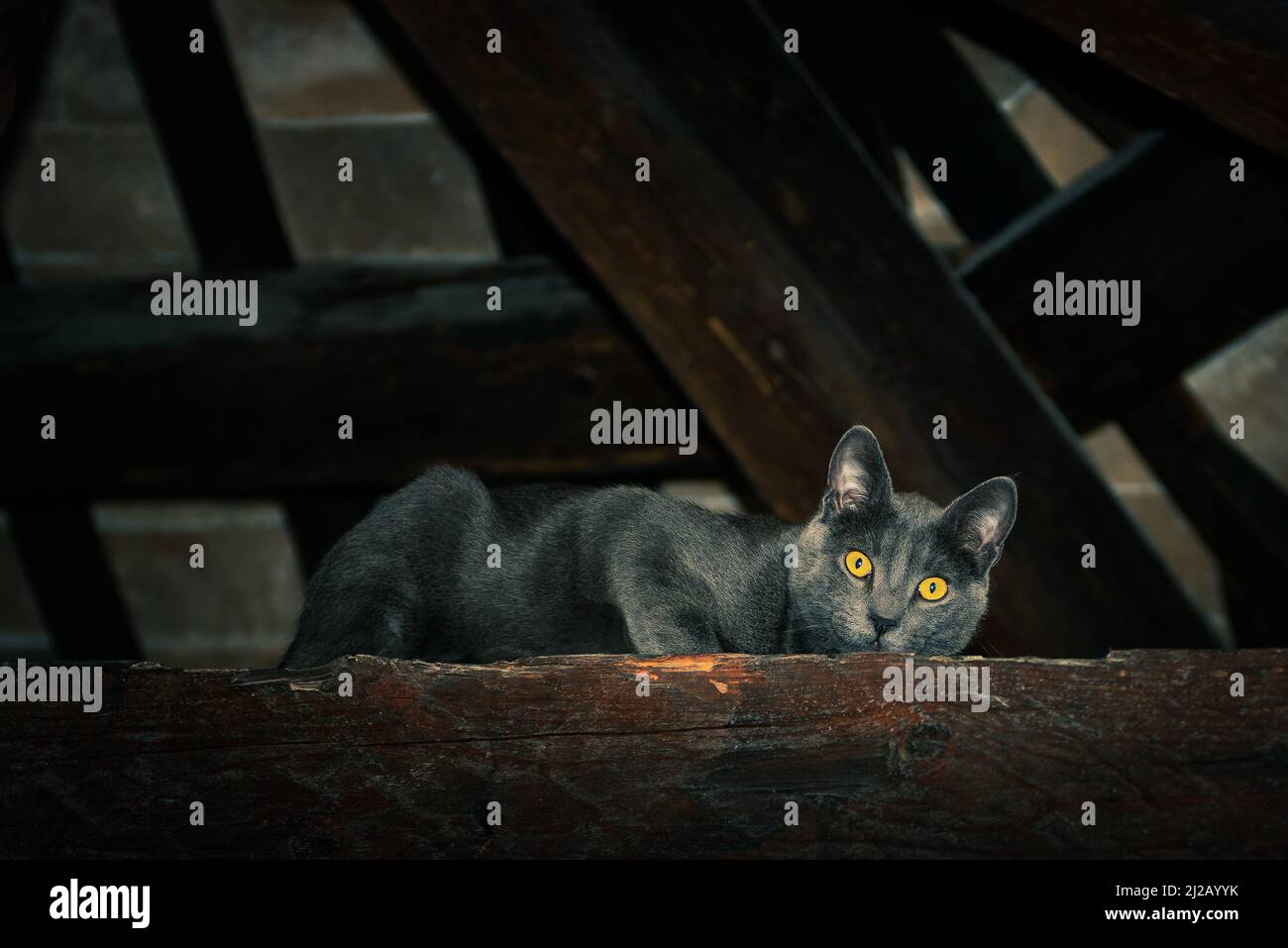 Junge graue Katze aus Europa, die von einem Deckenbalken aus schaut. Stockfoto