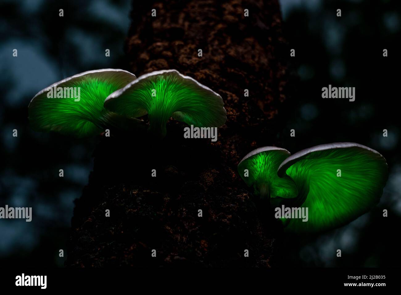 Der Geisterpilz (Omphalotus nidiformis) ist ein biolumineszierender Pilz, der nachts ein weiches grünes Leuchten ausstrahlt. Stockfoto